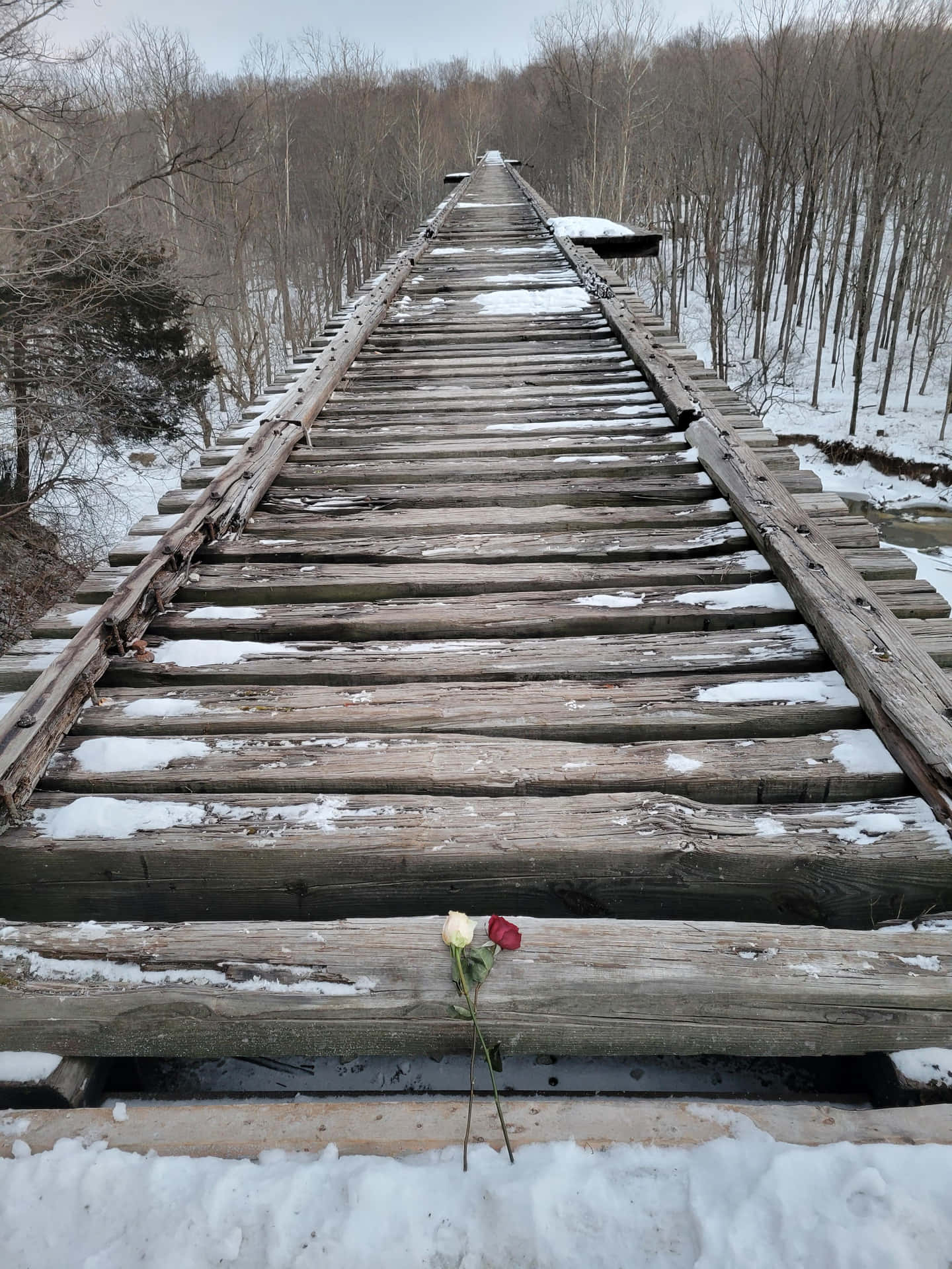 兩朵玫瑰躺在冬季森林中一座積雪的木製鐵路橋上。
