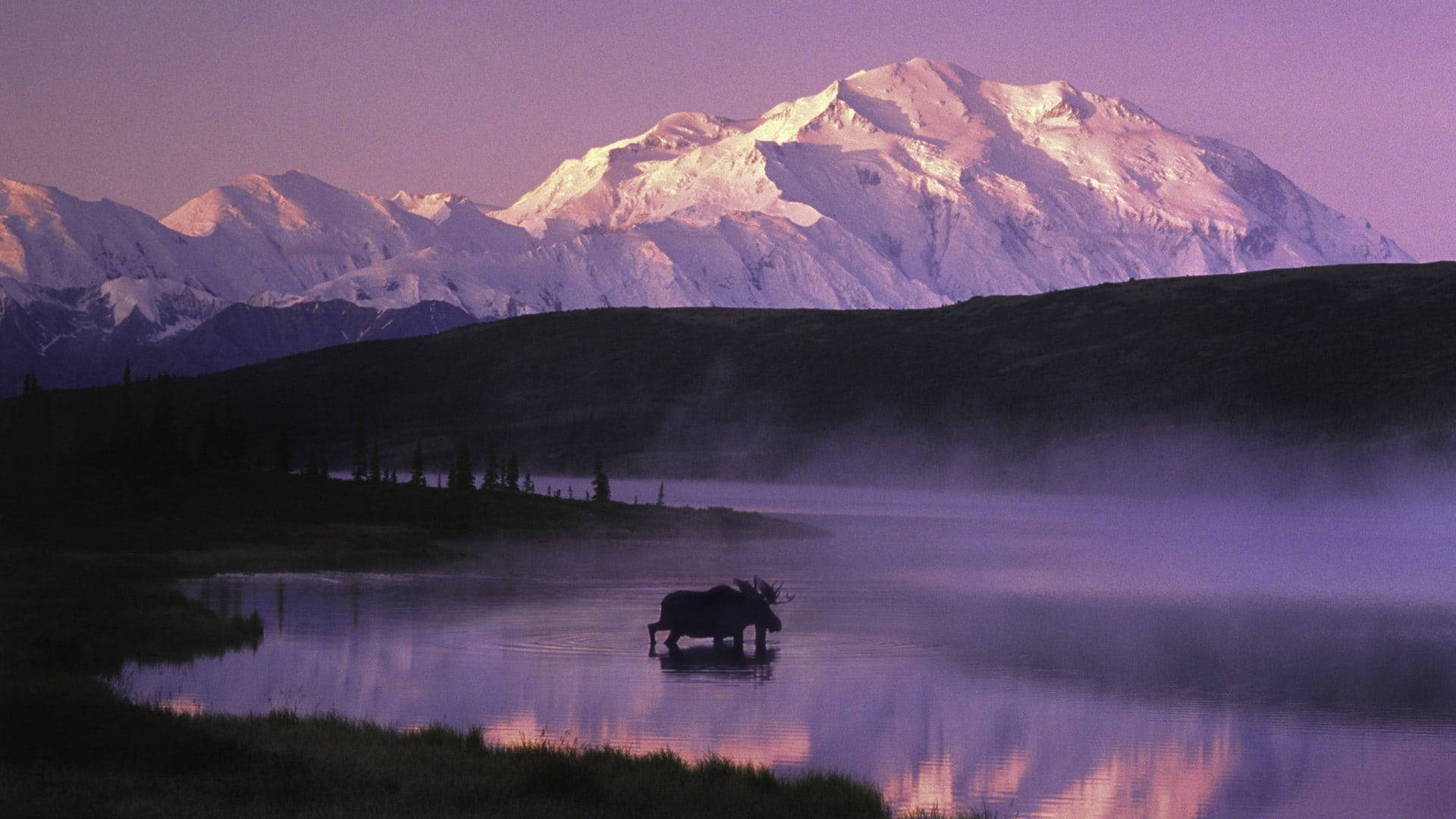 黎明時分霧氣瀰漫的湖泊中的駝鹿，背景是白雪覆蓋的山峰。
