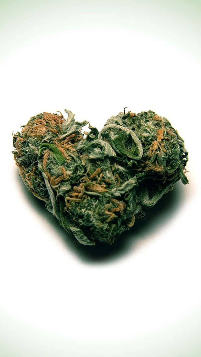 心形大麻花蕾，綠色葉片，琥珀色腺毛，白色背景