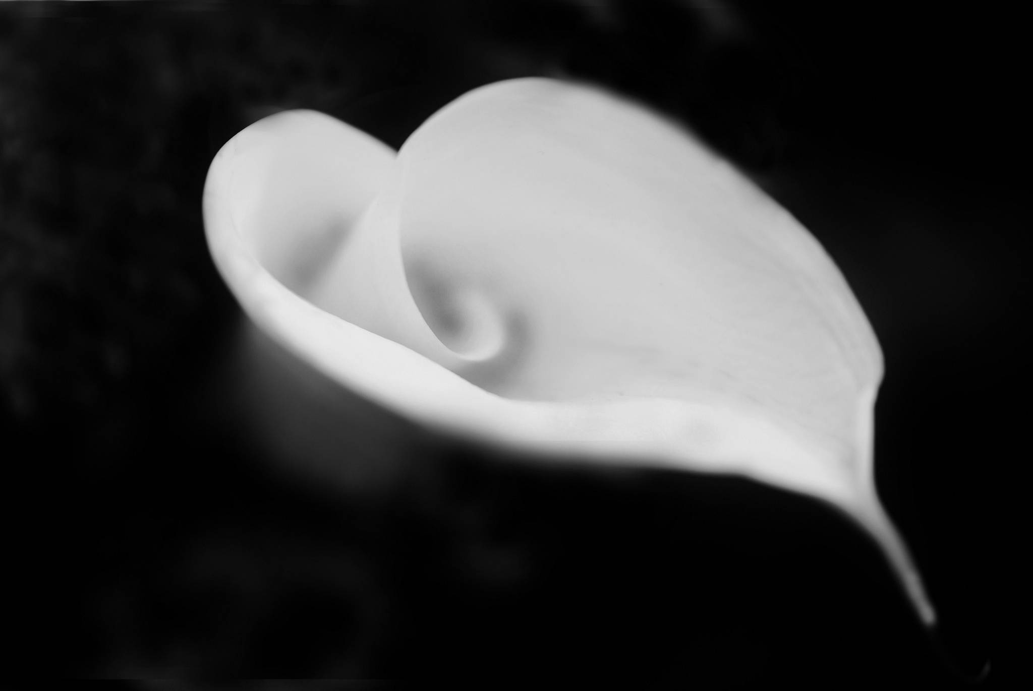 心形白百合 壁紙 — 一朵白色馬蹄蓮的單色特寫，帶有柔和的曲線和輕柔的陰影，背景為深色模糊。