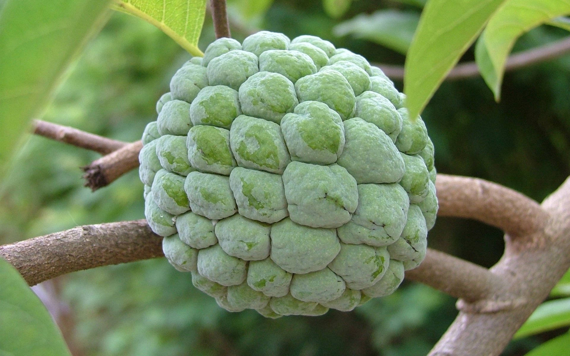 心形糖蘋果 壁紙 — 一個綠色嘅番荔枝果實，表面有凹凸不平嘅節，掛喺被樹葉包圍嘅樹枝上嘅特寫。