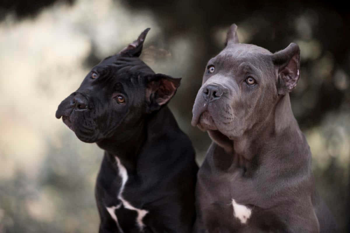 兩隻卡斯羅犬，一黑一灰，並排坐在戶外