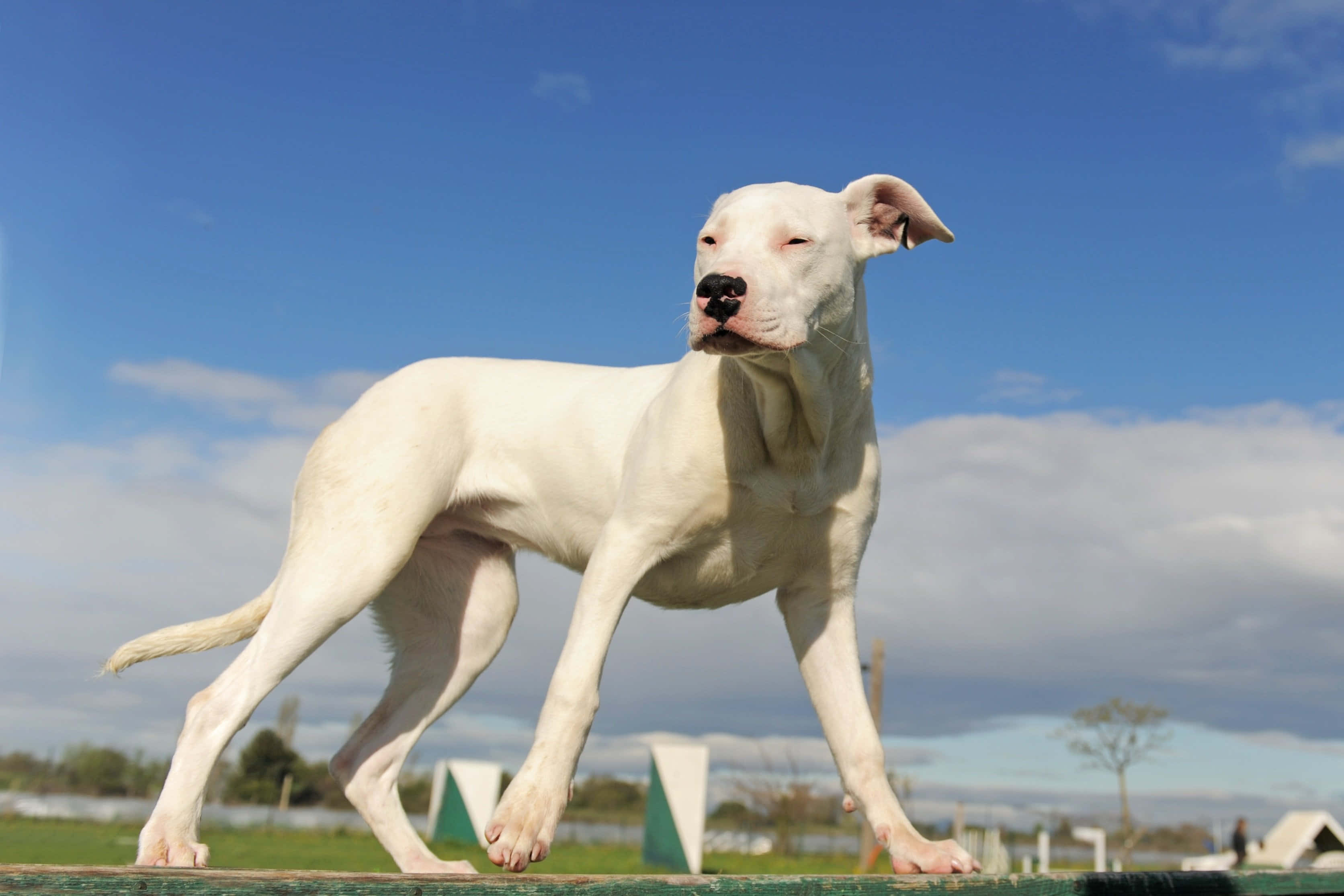 忠誠勇敢的阿根廷杜高犬 壁紙 — 一隻白色的狗站在綠色圍欄上，背景是晴朗的藍天和零星的白雲。