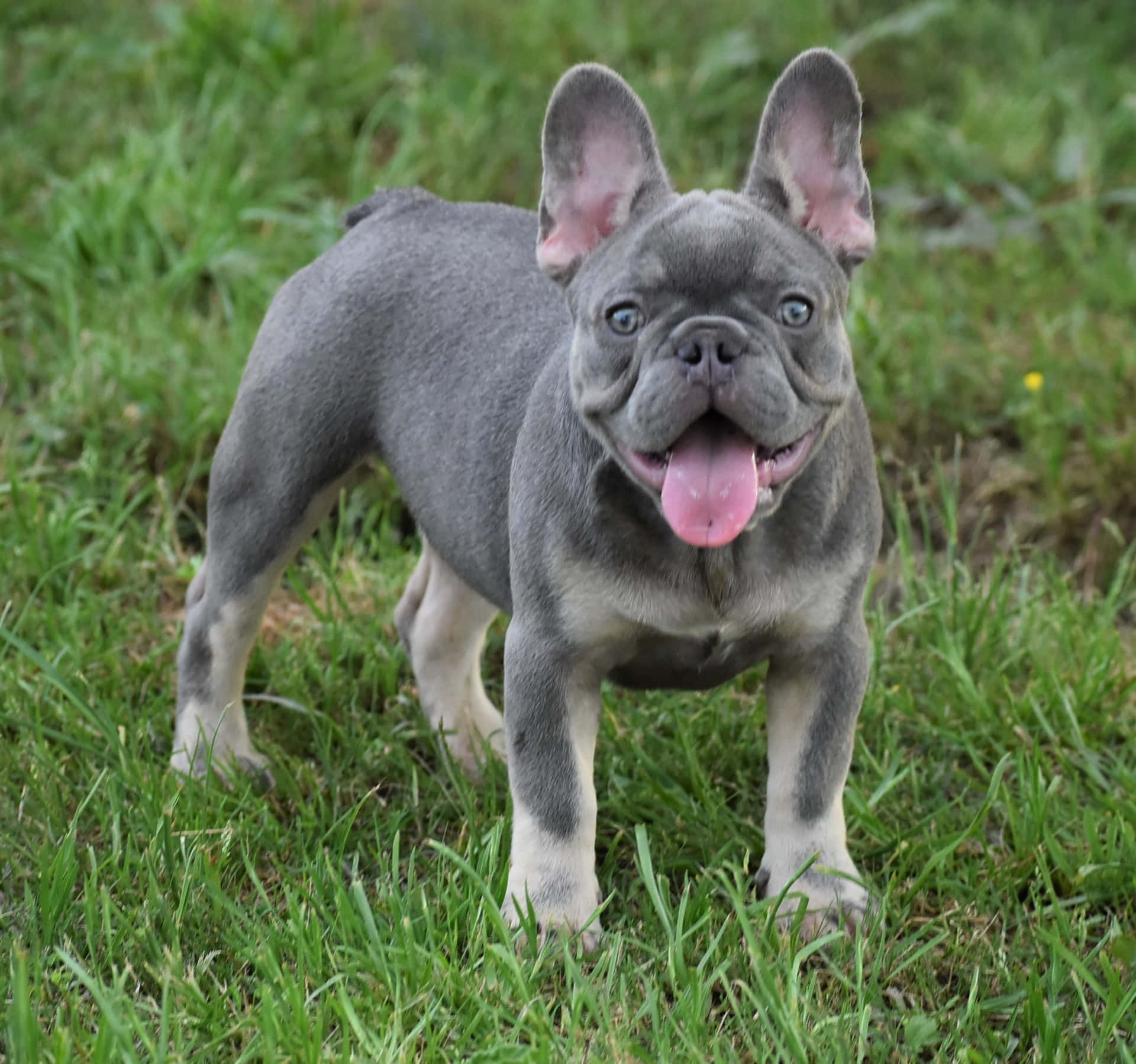 藍色法國鬥牛犬幼犬站在草地上伸出舌頭。