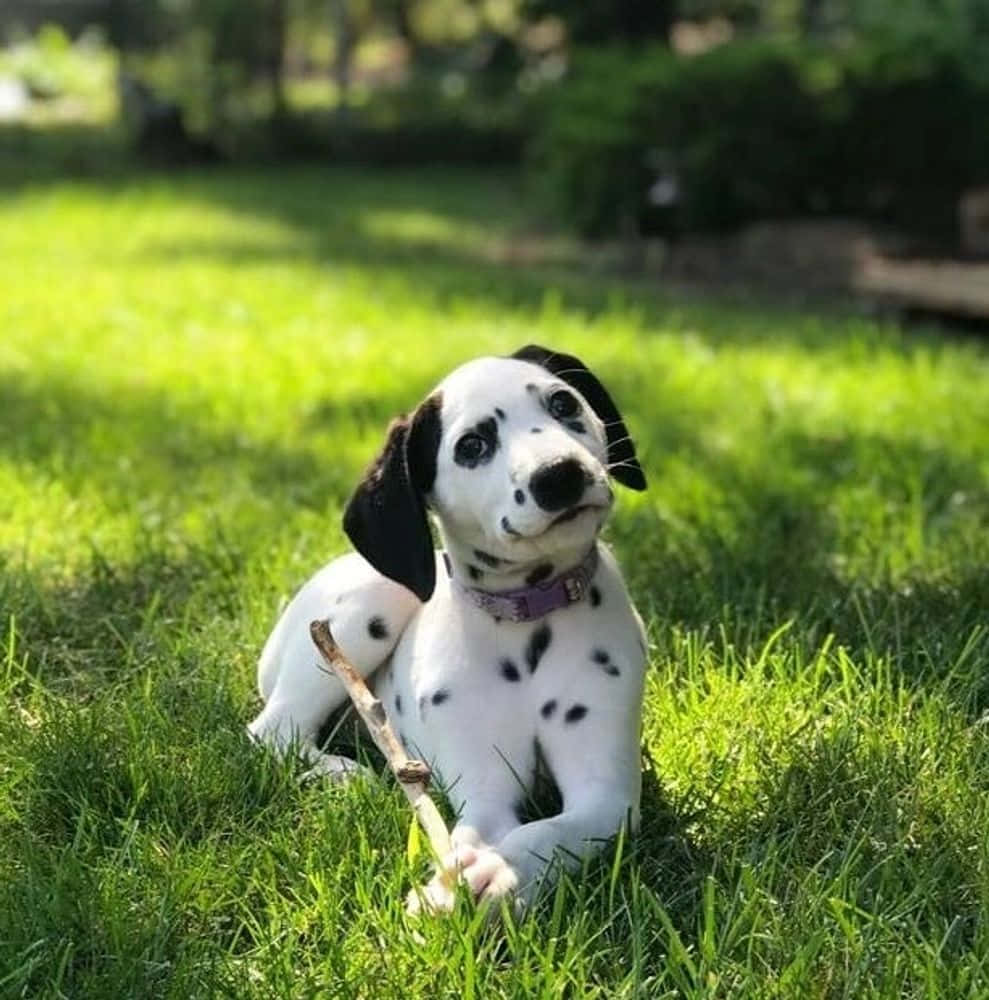 一隻斑點狗幼犬在陽光明媚的日子裡，在綠色草地上叼著一根樹枝。