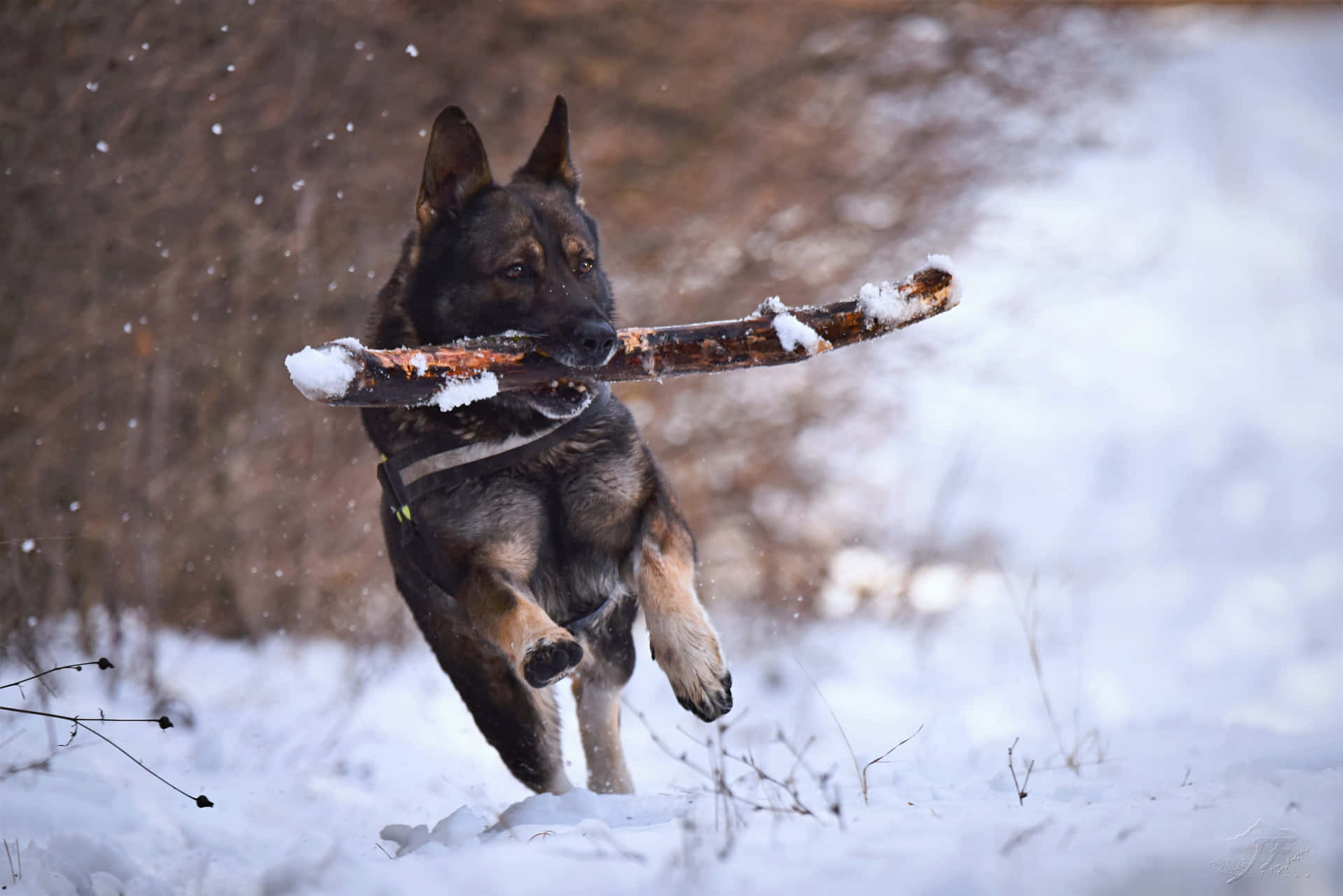 德國牧羊犬在雪中叼著樹枝奔跑