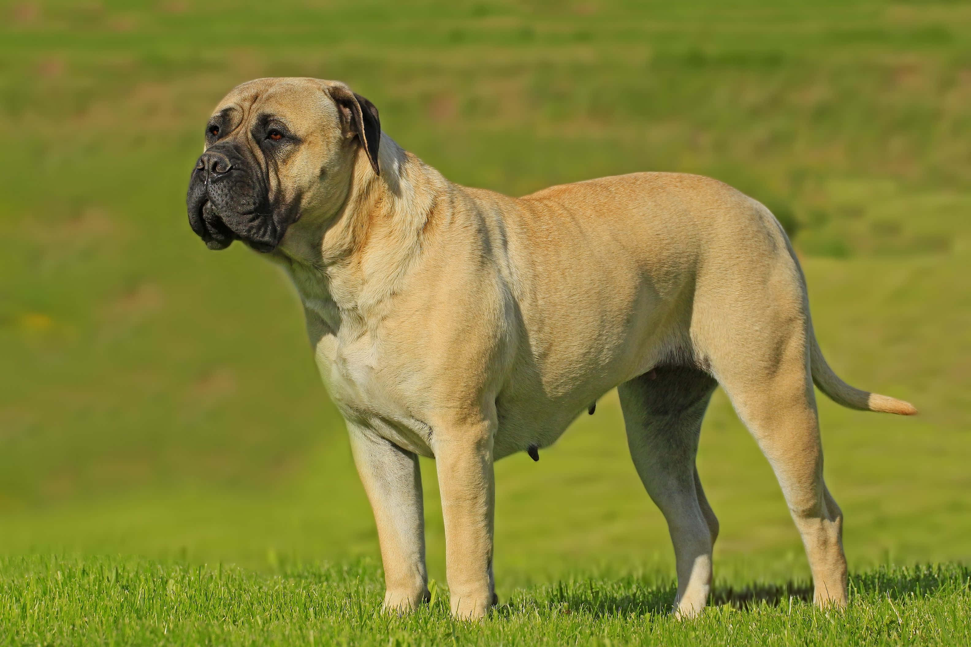 忠誠的 Bully Dog — 勇敢且具保護性 壁紙 — 一隻強壯的淺黃色獒犬在明亮的日光下，警覺地站在充滿活力的綠色草地上。