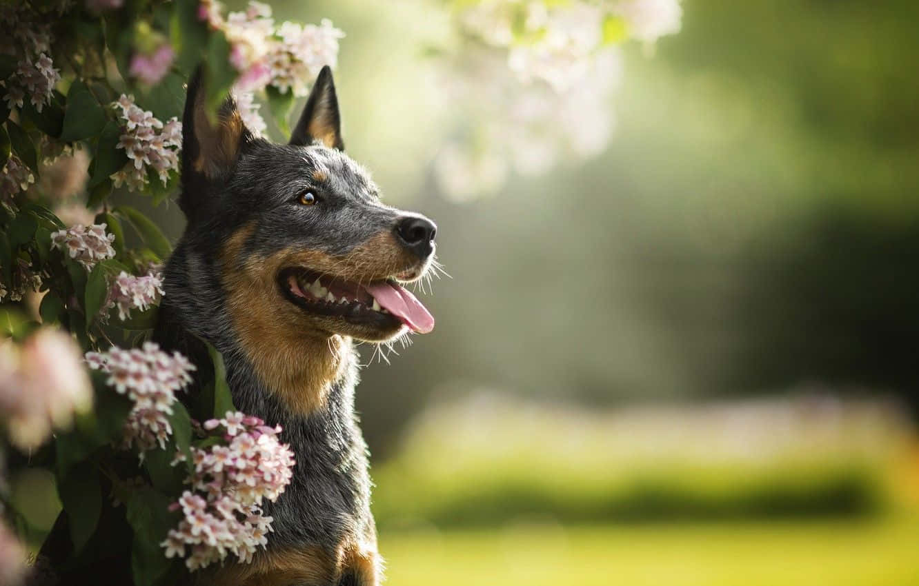 忠誠的伴侶——澳洲牧牛犬 壁紙 — 一隻快樂的藍色赫勒犬伸出舌頭，在陽光明媚的花園中透過粉紅色的花叢窺視。