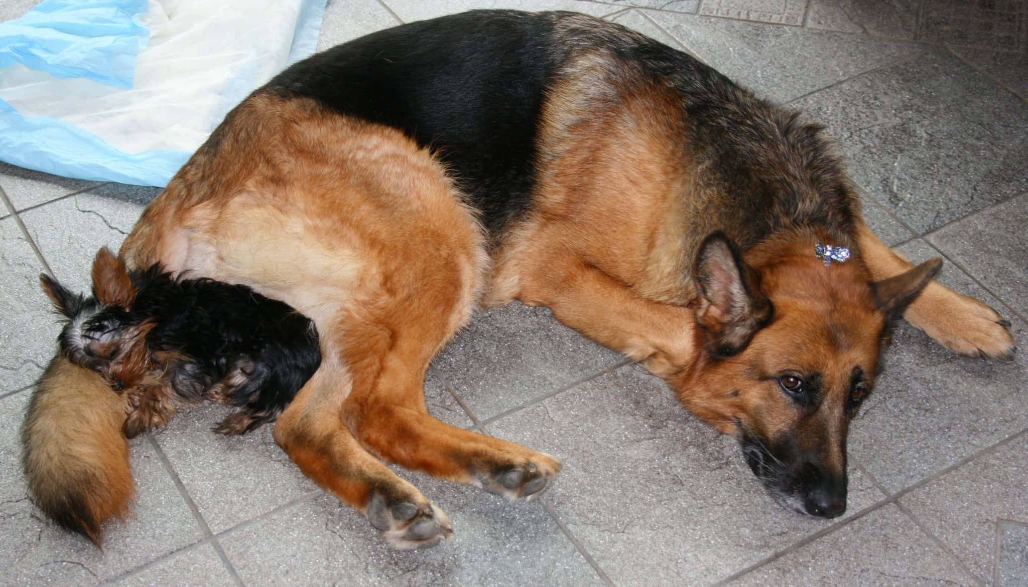 德國牧羊犬在瓷磚地板上休息，小狗在牠肚子下睡覺。
