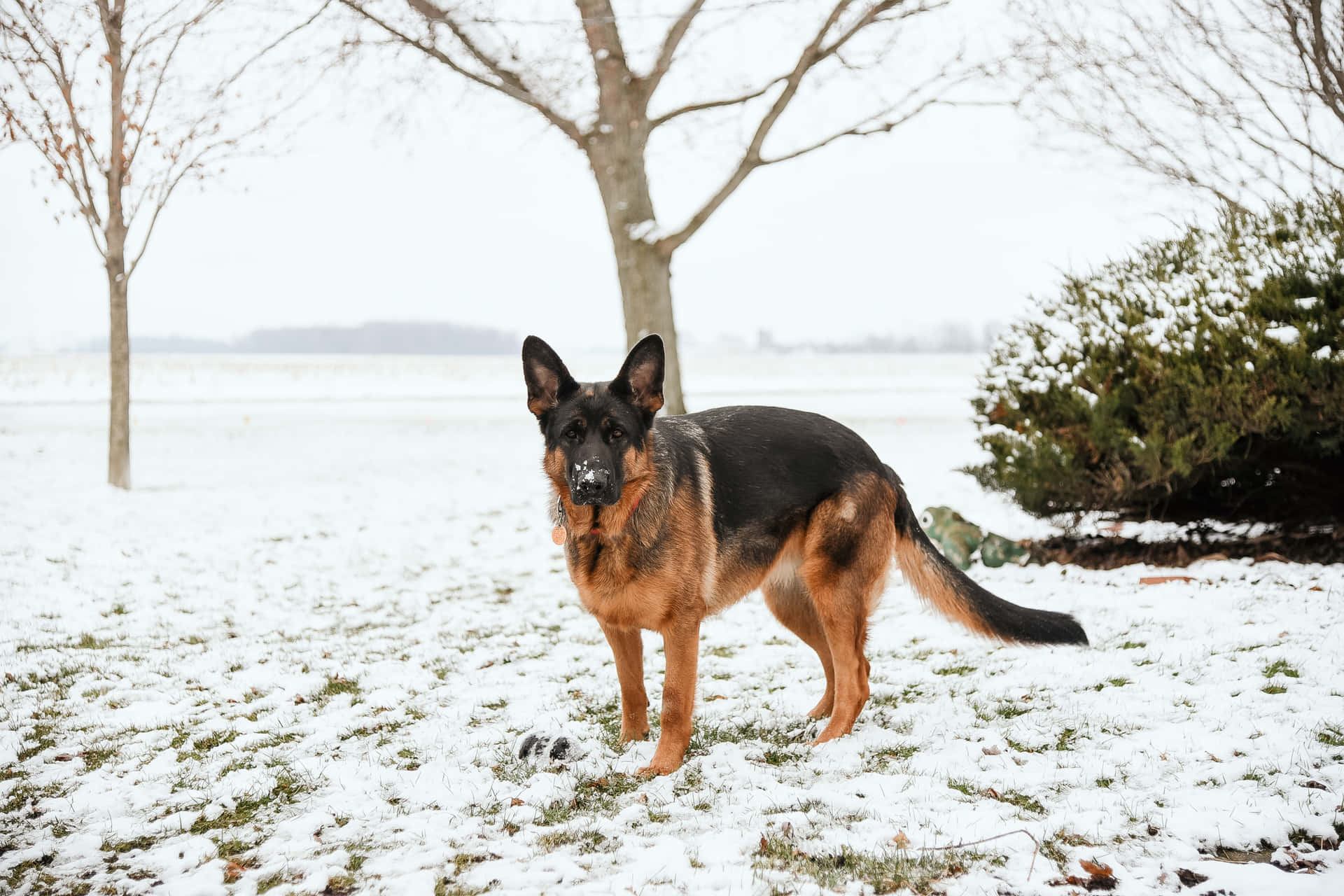 德國牧羊犬站在雪地上，周圍有光禿的樹木