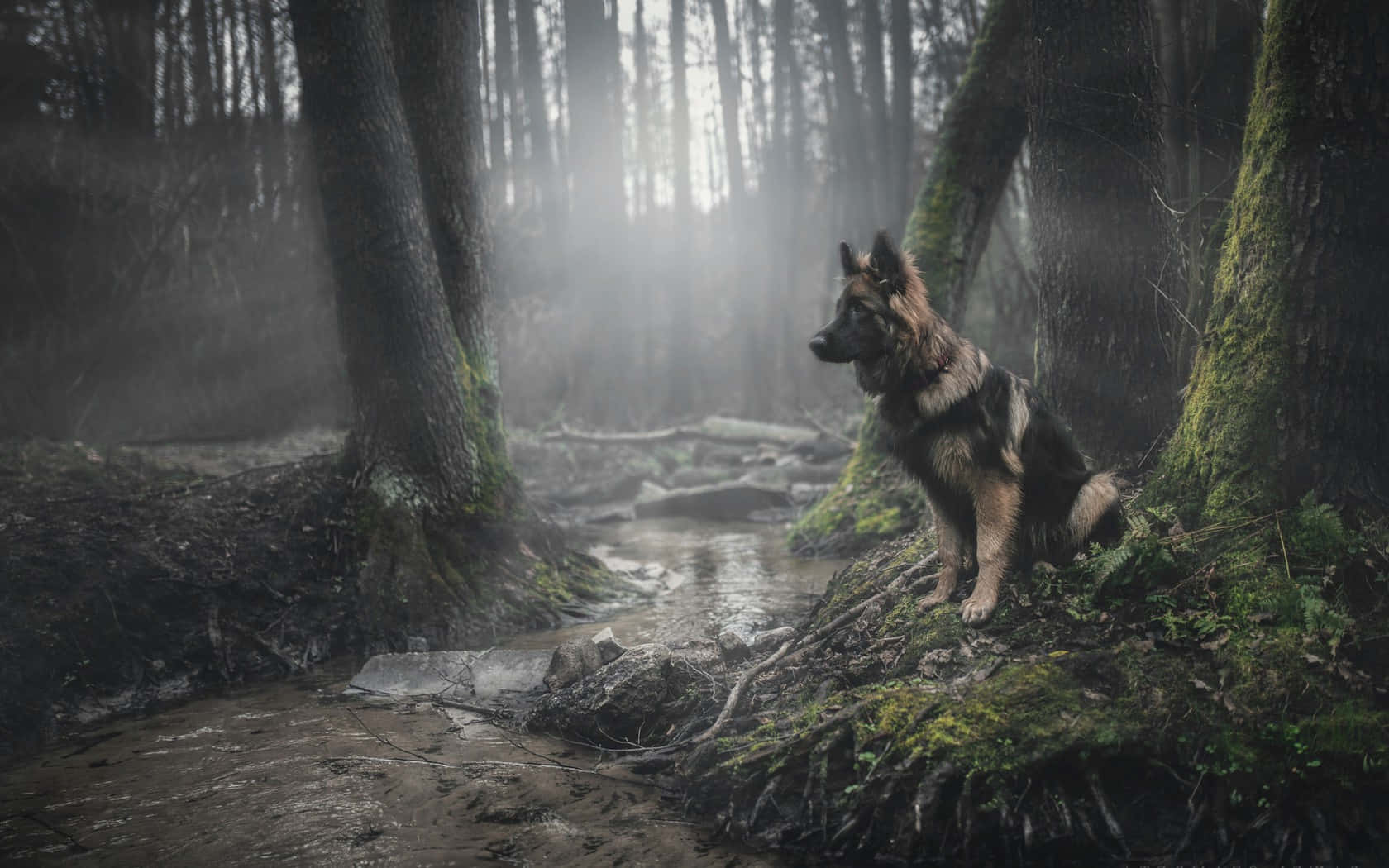 德國牧羊犬坐在霧氣瀰漫的森林溪流旁，陽光穿過樹木灑落。
