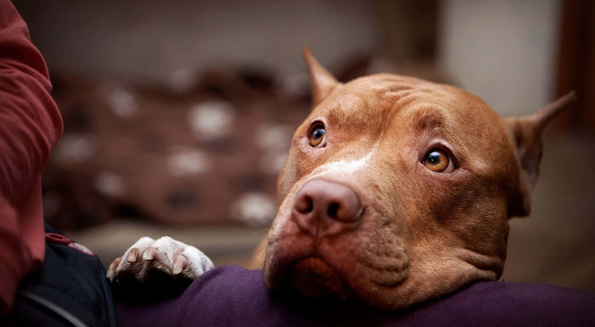 一隻棕色比特犬將頭靠在人的大腿上，眼神溫柔。