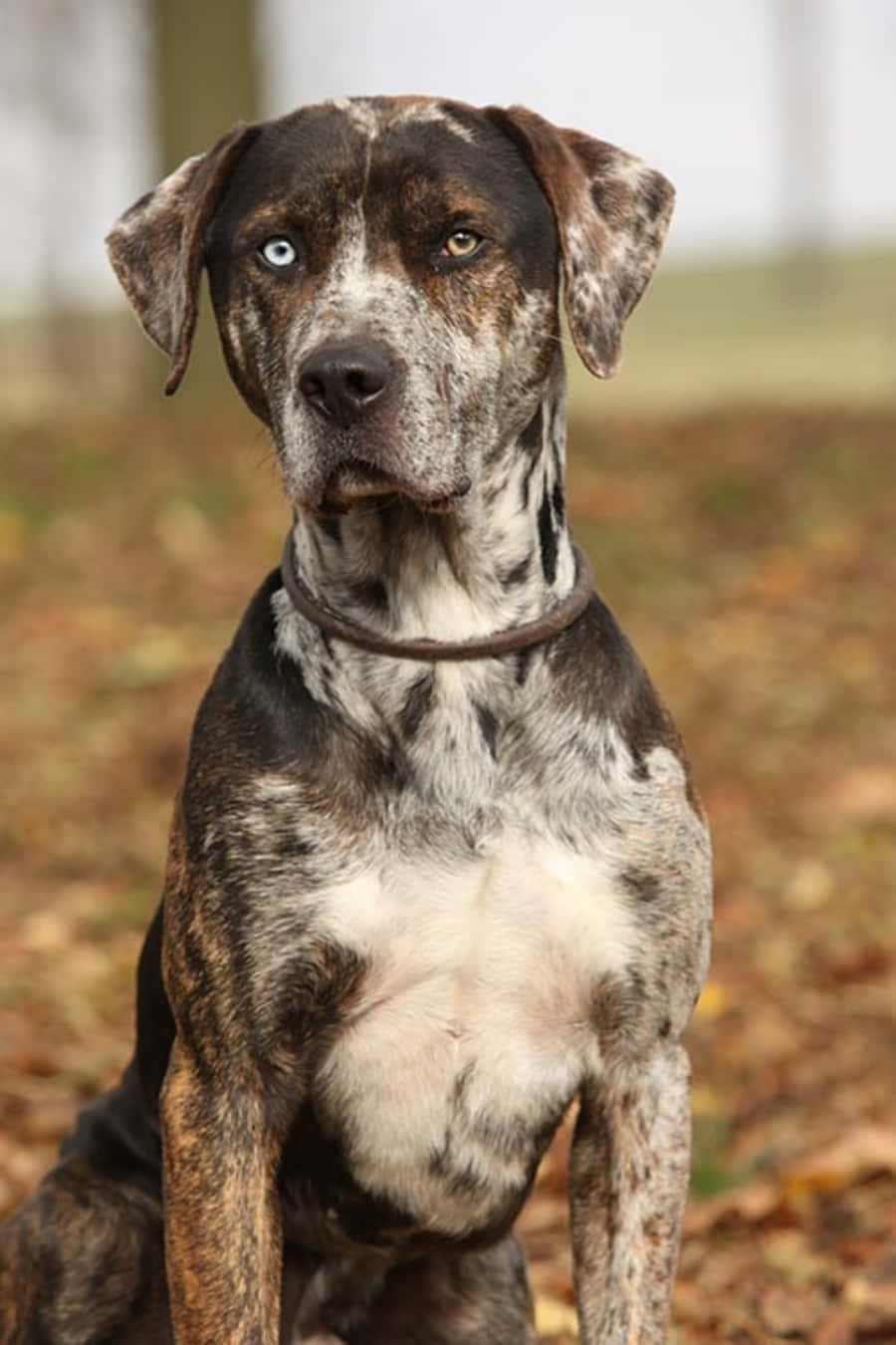 「忠誠而親密的卡塔胡拉犬」 壁紙 — 一隻引人注目的狗，擁有異色瞳，在柔和焦點的戶外環境中，平靜地坐在秋天的落葉中。