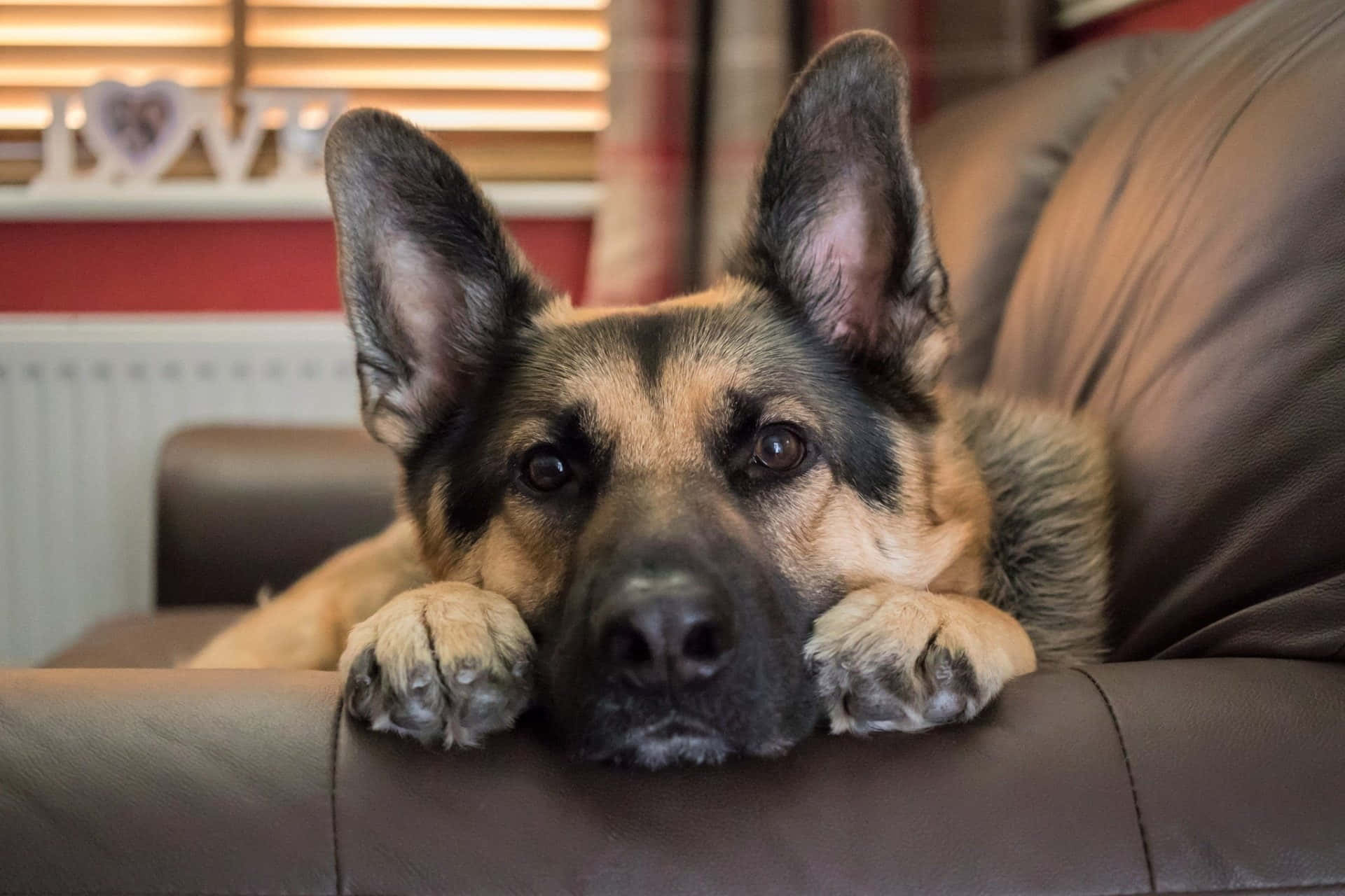 德國牧羊犬將爪子放在棕色皮梳化上