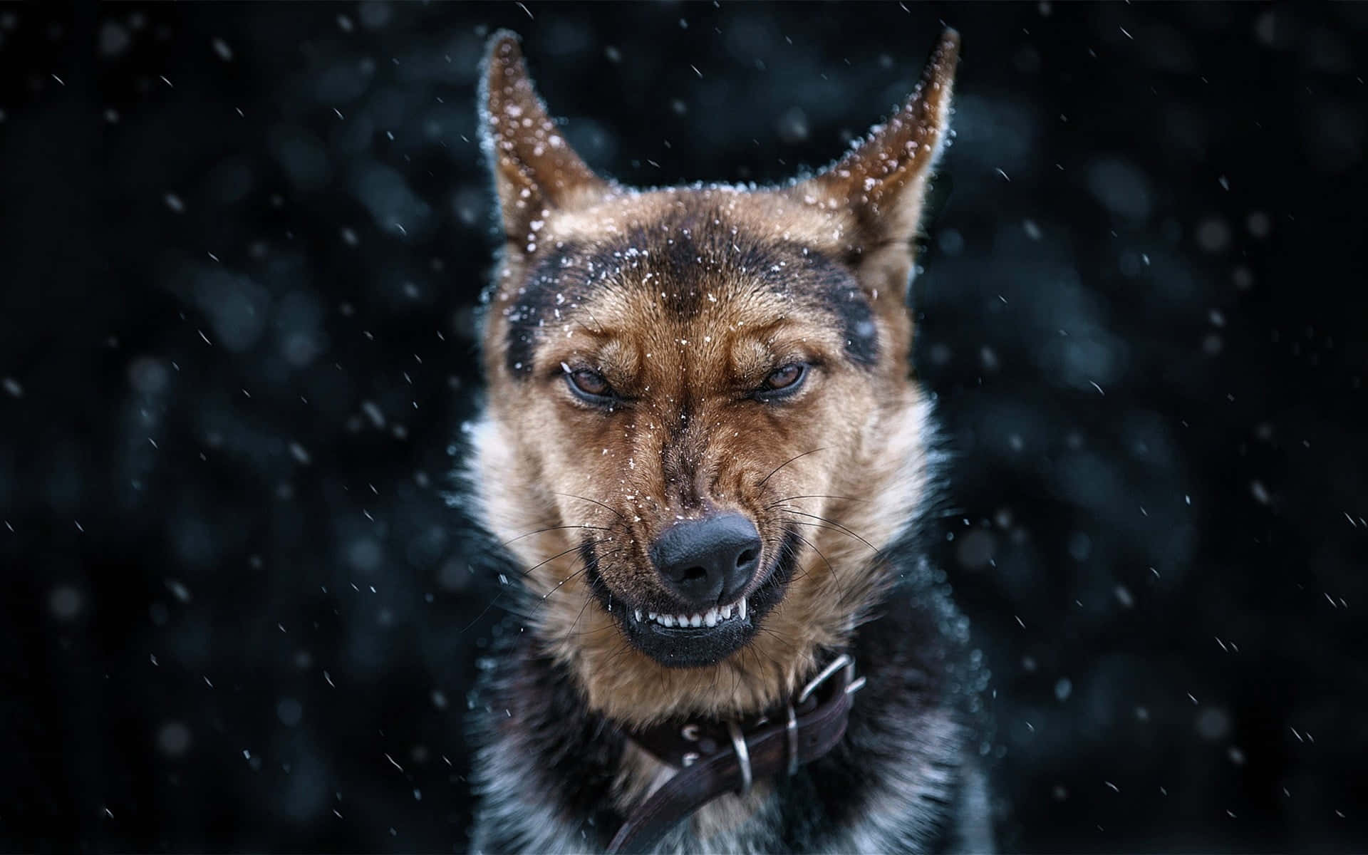 雪中的德國牧羊犬，眼神專注