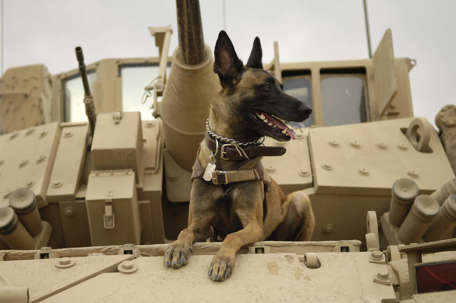 裝甲車上的比利時瑪連萊軍犬