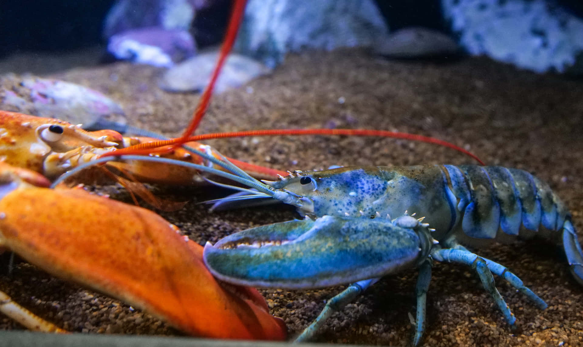 水族箱中沙質海床上的藍色和橙色龍蝦