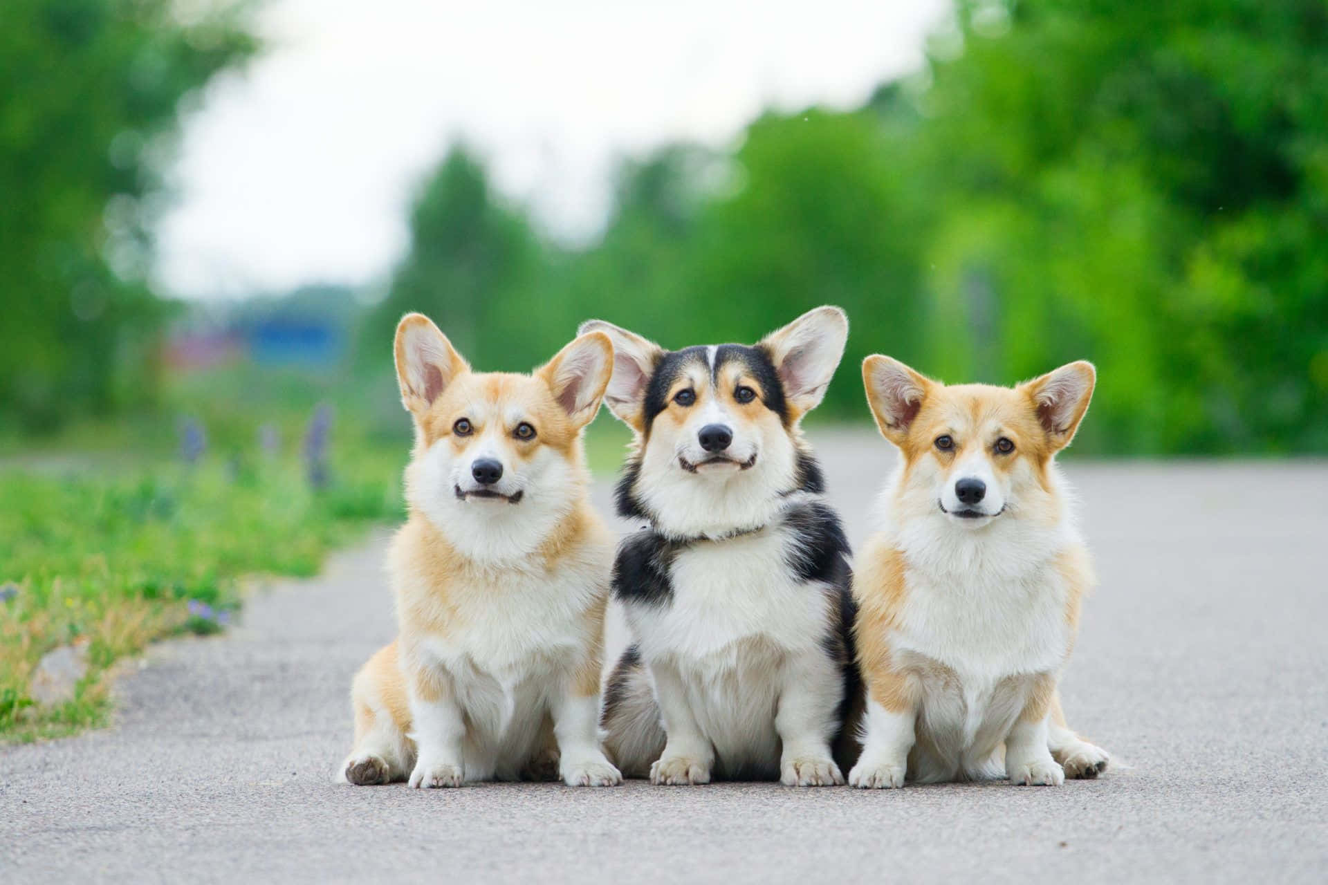 三隻柯基犬一起坐在綠色戶外環境的小路上。