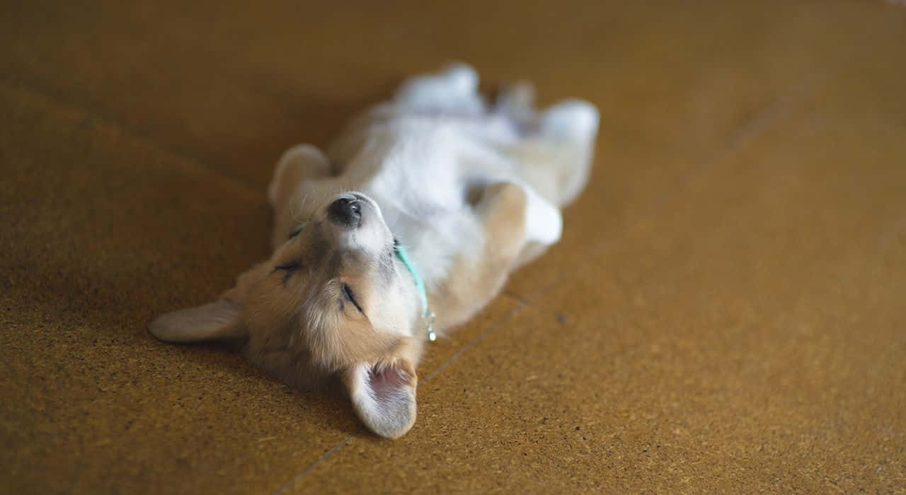 一隻在木地板上閉著眼睛睡覺的哥基幼犬。
