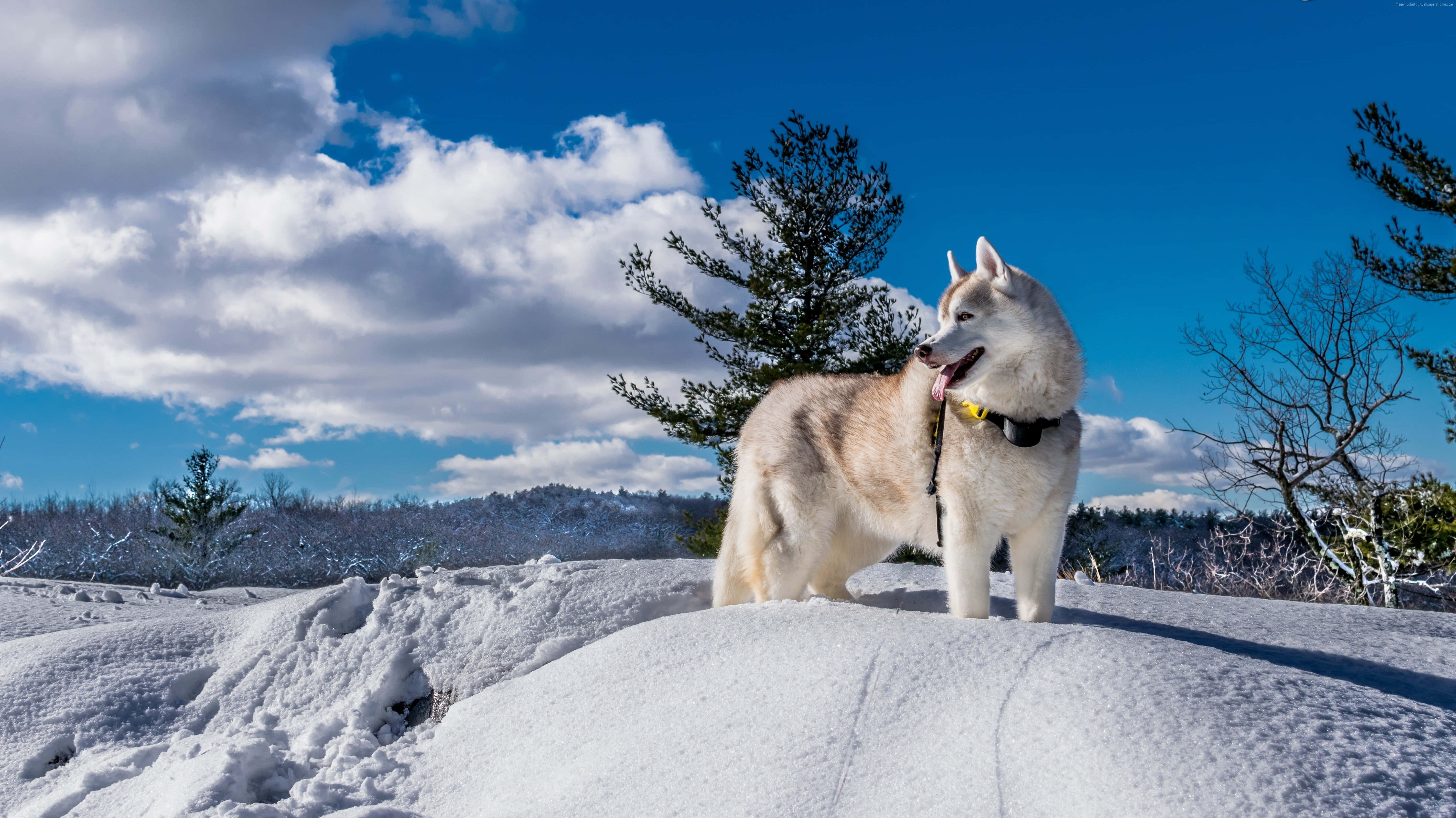 快樂小狗享受冬雪！ 壁紙 — 一隻哈士奇驕傲地站在雪堆上，背景是明亮的藍天和蓬鬆的白雲。