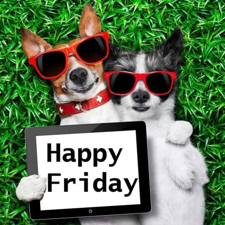 兩隻戴著紅色太陽眼鏡的狗在綠色草地上拿著一個顯示「Happy Friday」的平板電腦。