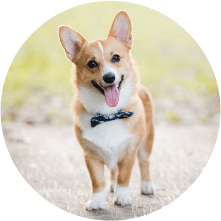快樂的柯基犬戶外照 壁紙 — 一隻快樂的哥基犬戴着黑色蝴蝶結站在小徑上，伸出舌頭，背景是柔和模糊的綠色。
