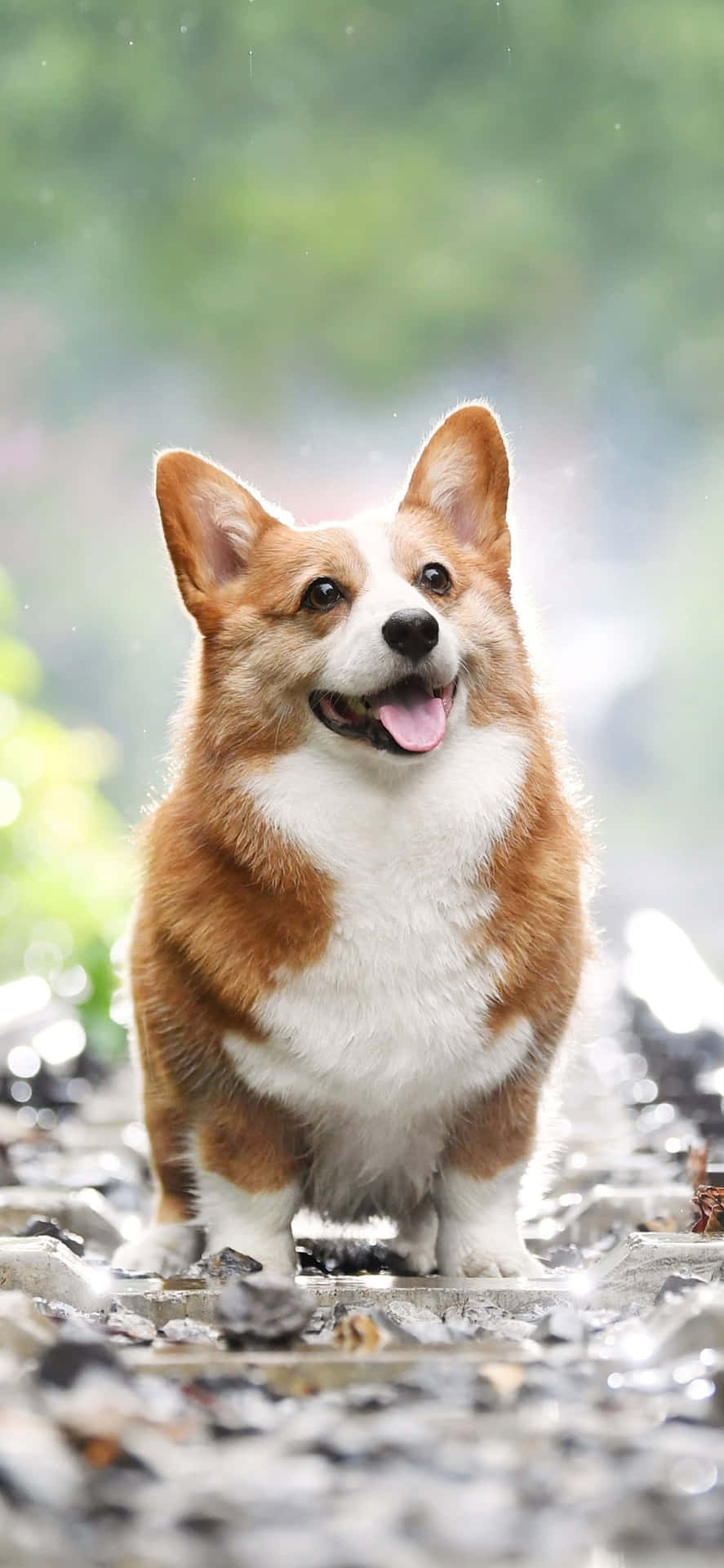一隻快樂的哥基犬站在濕漉漉的鵝卵石上，背景是綠色樹葉。