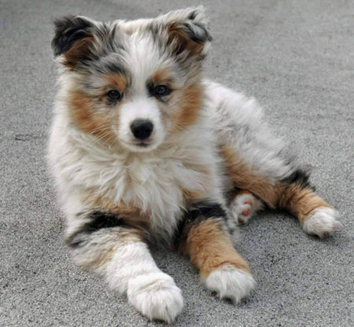 毛茸茸的梅爾犬幼犬躺在灰色路面上看著鏡頭