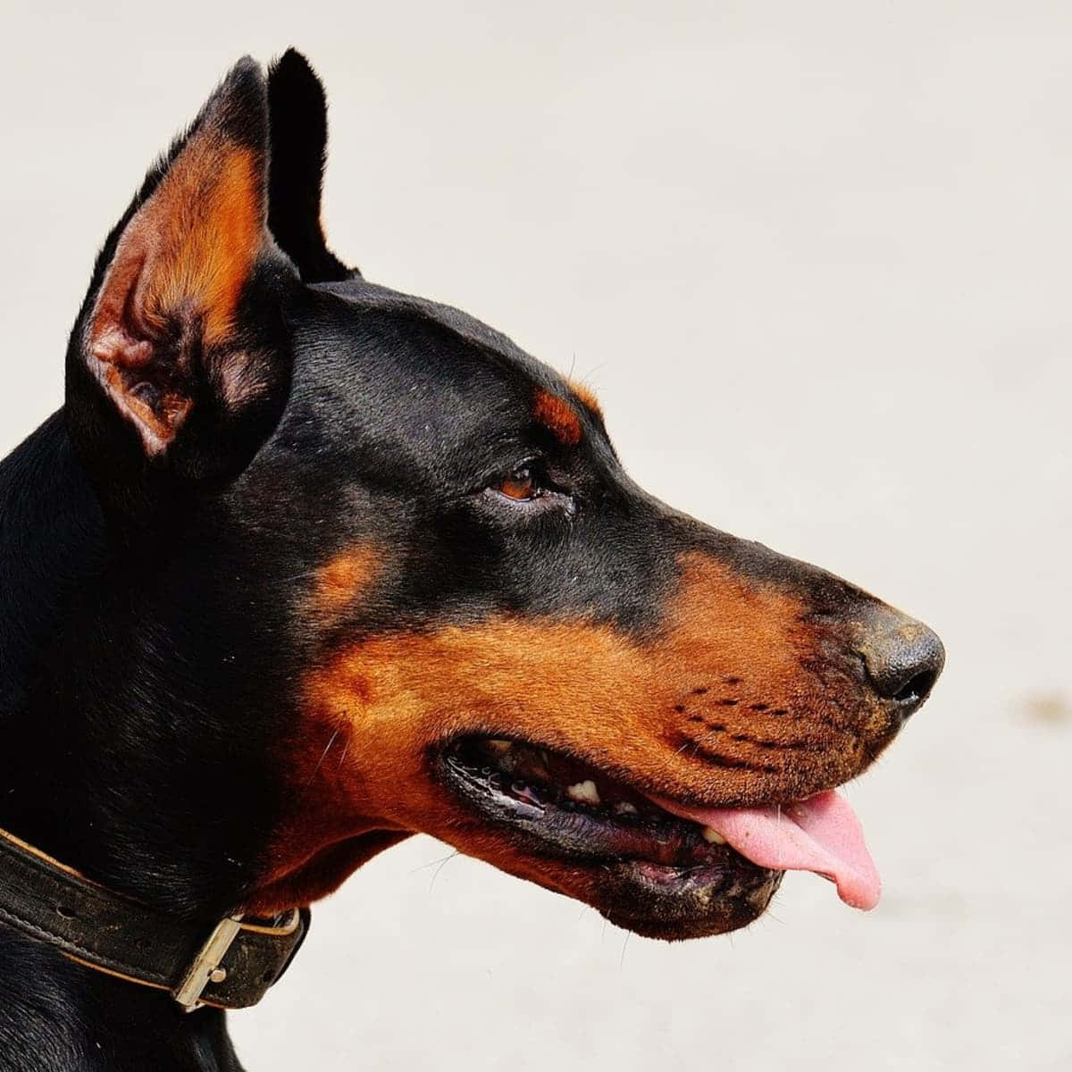 杜賓犬伸出舌頭，戴著項圈