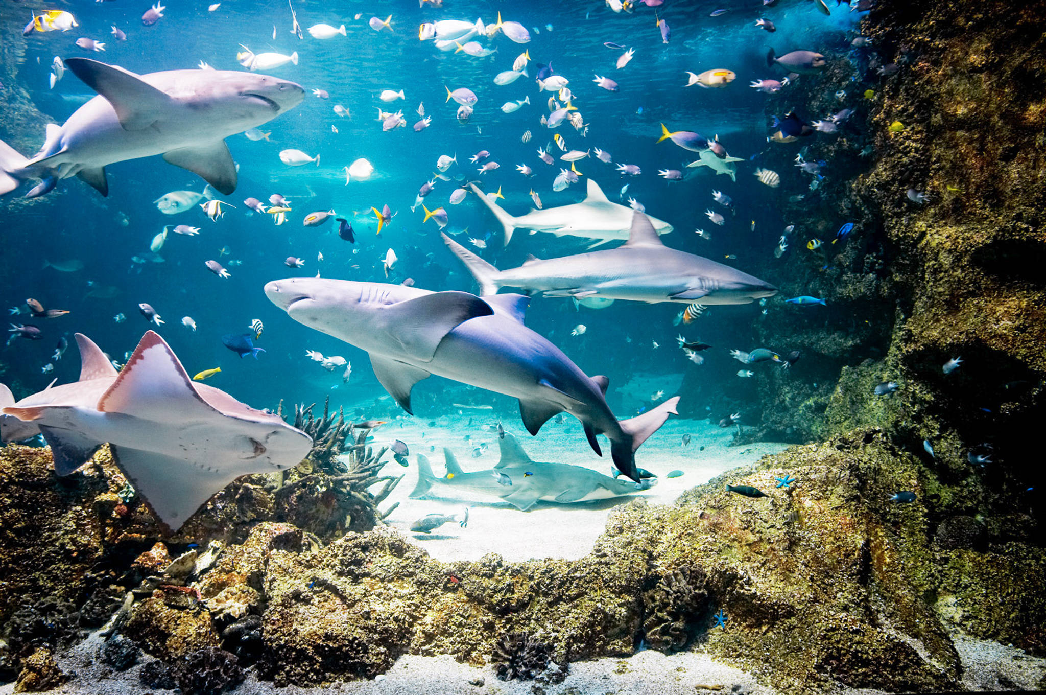悉尼水族館海中奇景 壁紙 — 鯊魚和色彩繽紛的魚群在陽光照耀的珊瑚礁水域中滑行，伴隨著岩石 formations 和沙質海底。