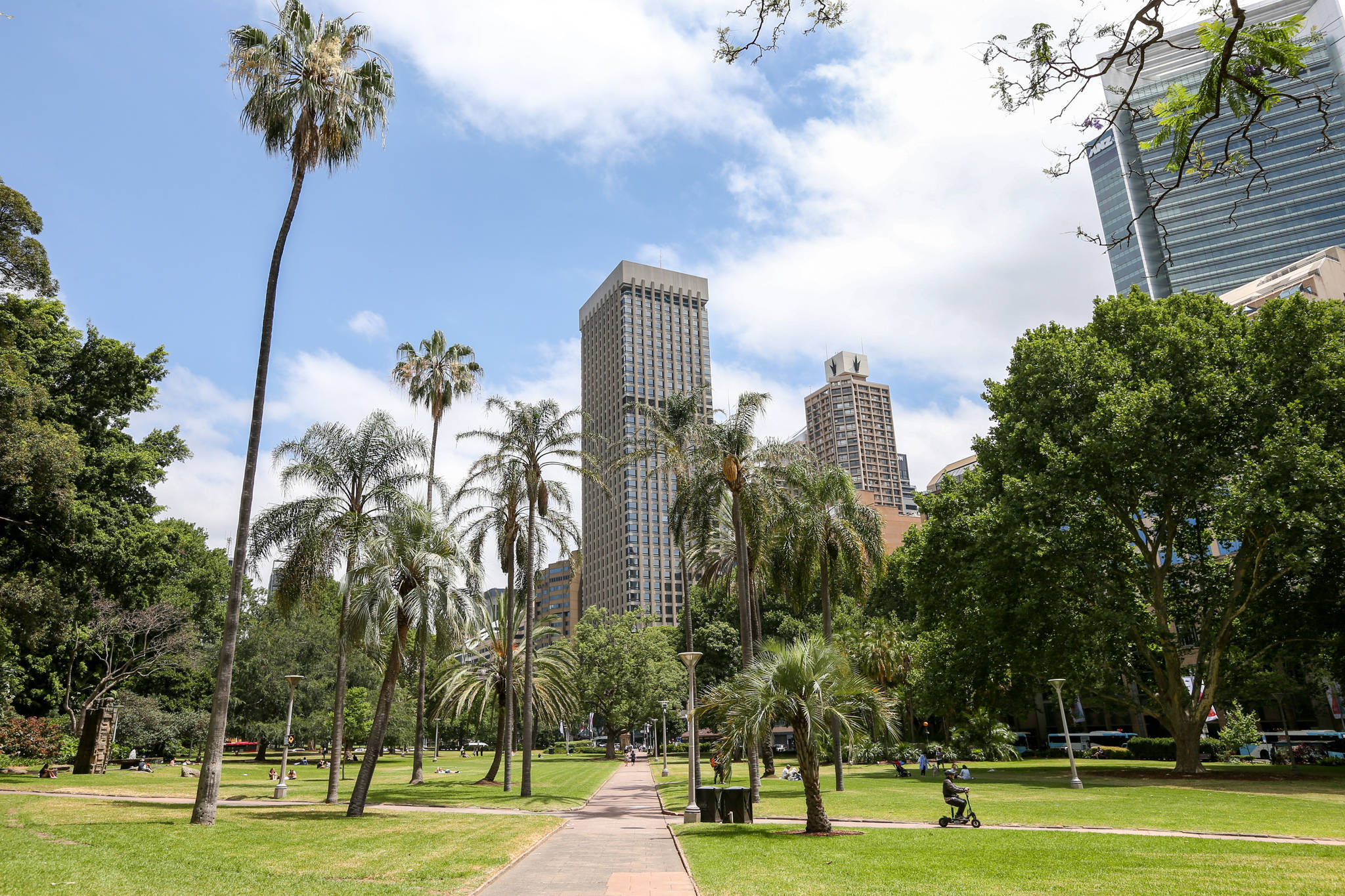 悉尼海德公園棕櫚樹與都市風景 壁紙 — 一個陽光明媚的城市公園，棕櫚樹和綠色草坪被高聳的現代摩天大樓環繞，天空湛藍，雲朵稀疏。