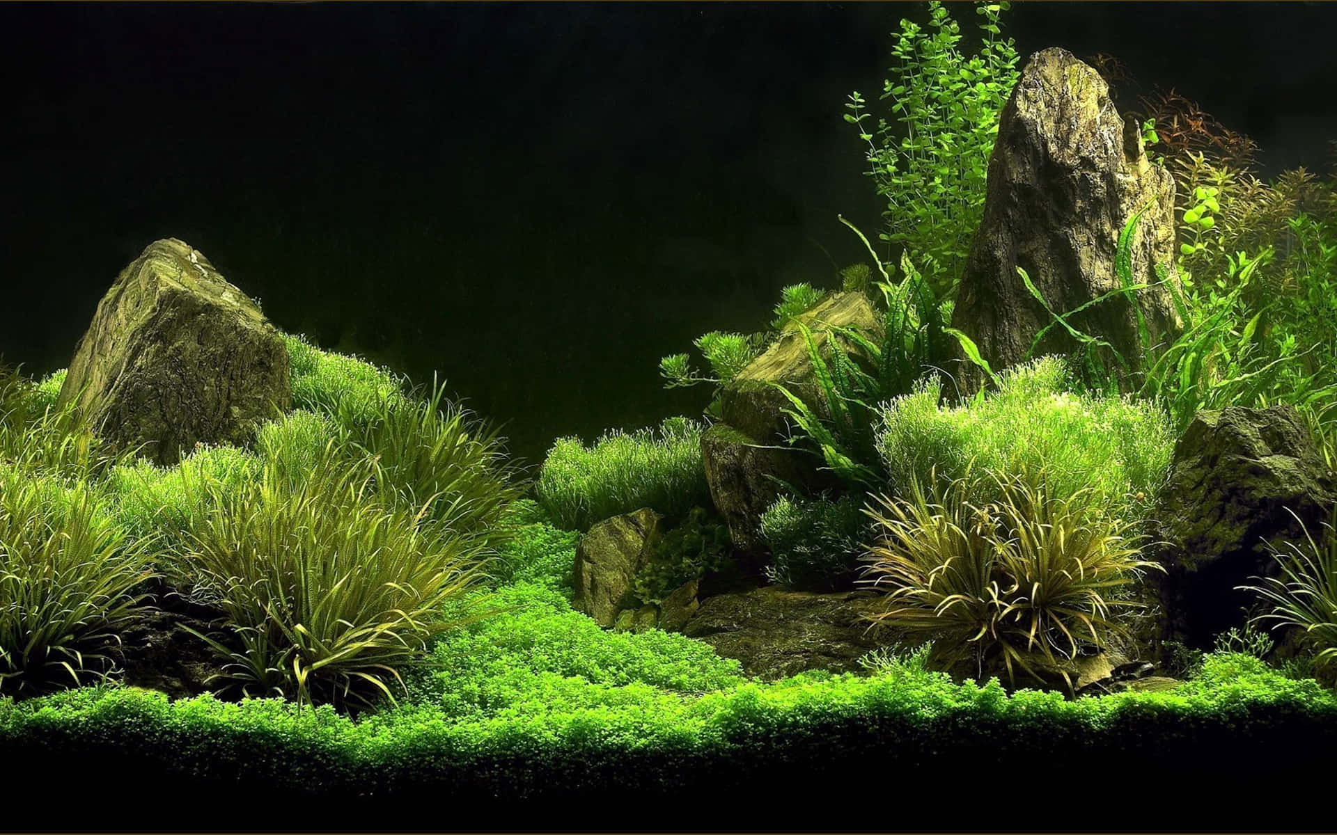 黑暗水族箱中長滿苔蘚的岩石和綠色植物的水生花園。