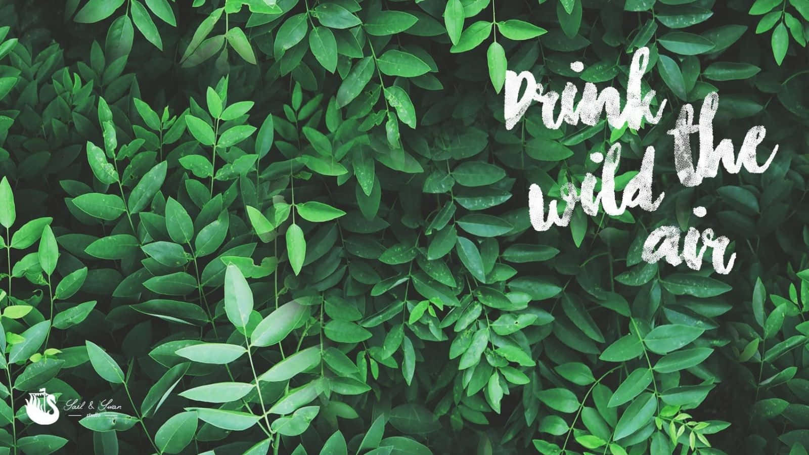 綠色樹葉背景，白色文字寫著 drink wild the air