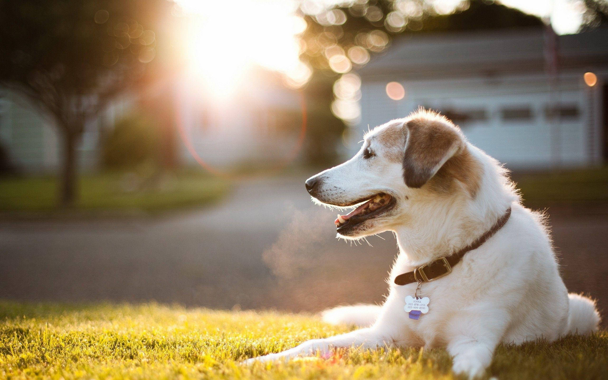 悠閒的大狗 壁紙 — 一隻白色和棕色的狗在沐浴著金色夕陽光芒的草地上休息，背景呈現散景效果。