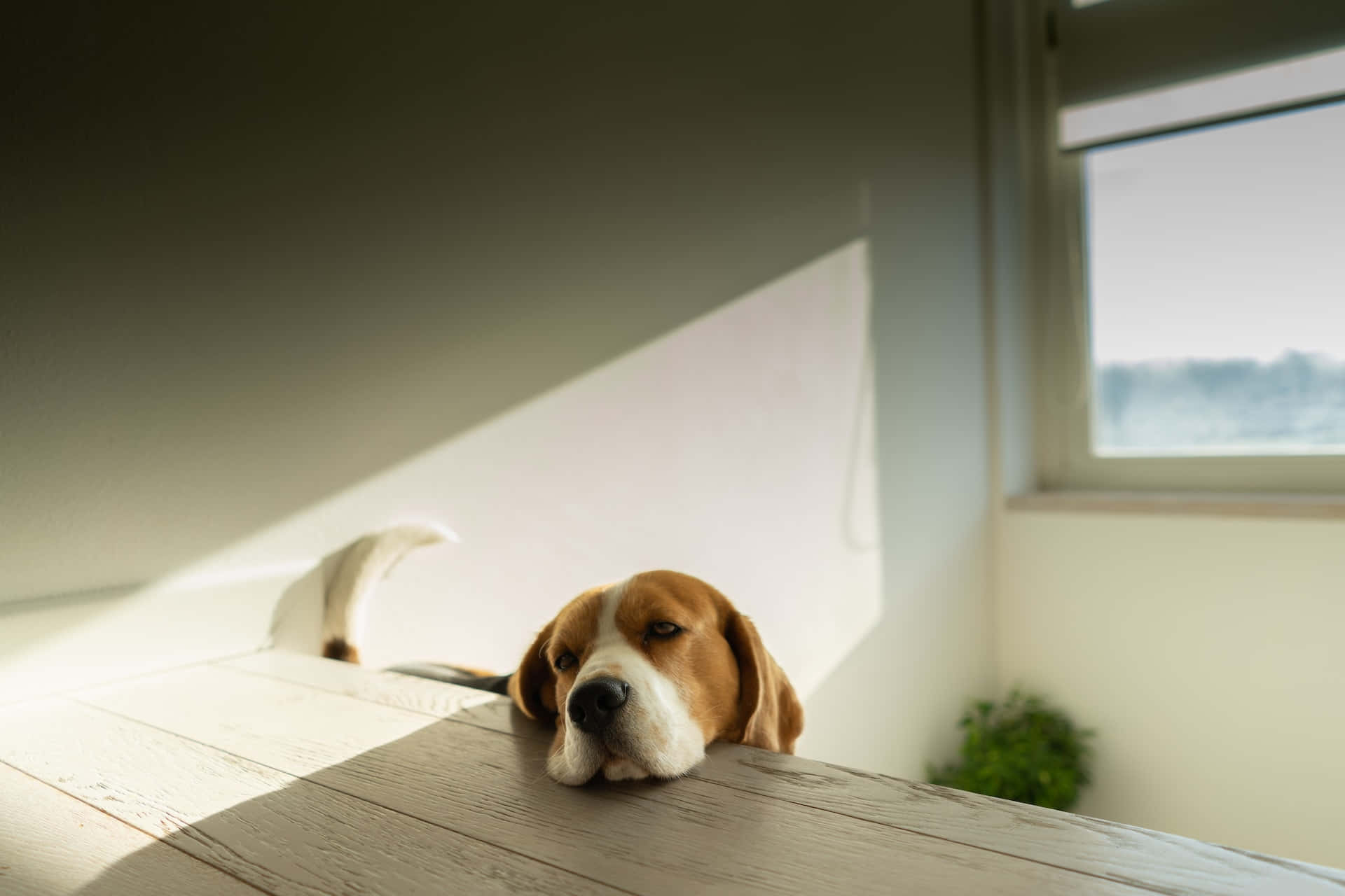 比格犬