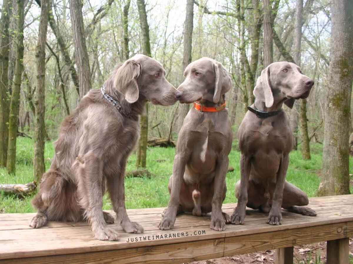 三隻威瑪獵犬坐在森林中的木長椅上。