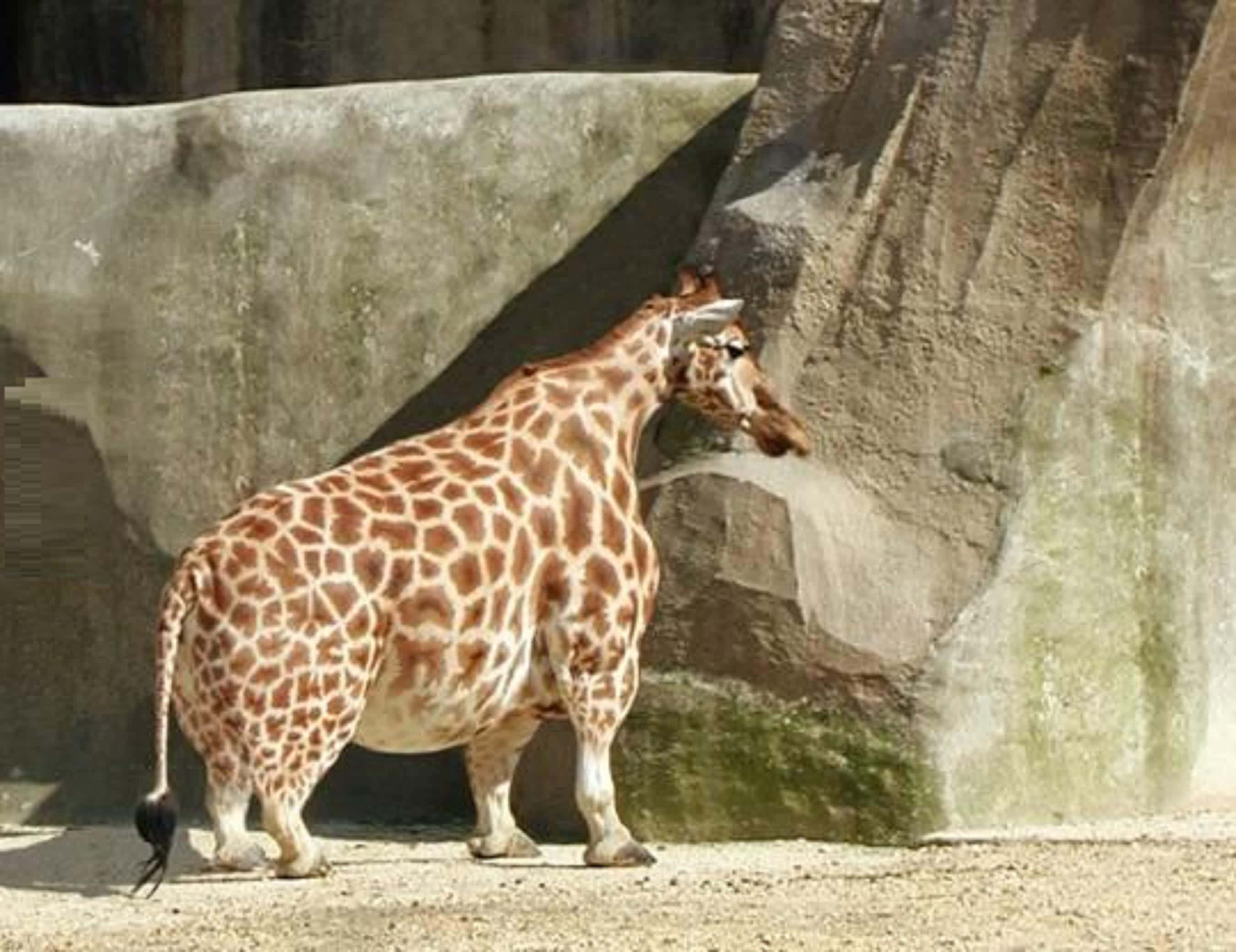 患有侏儒症的搞笑長頸鹿 壁紙 — 長頸鹿站在動物園圍欄內，有岩石牆壁和沙地，在明亮的日光下。