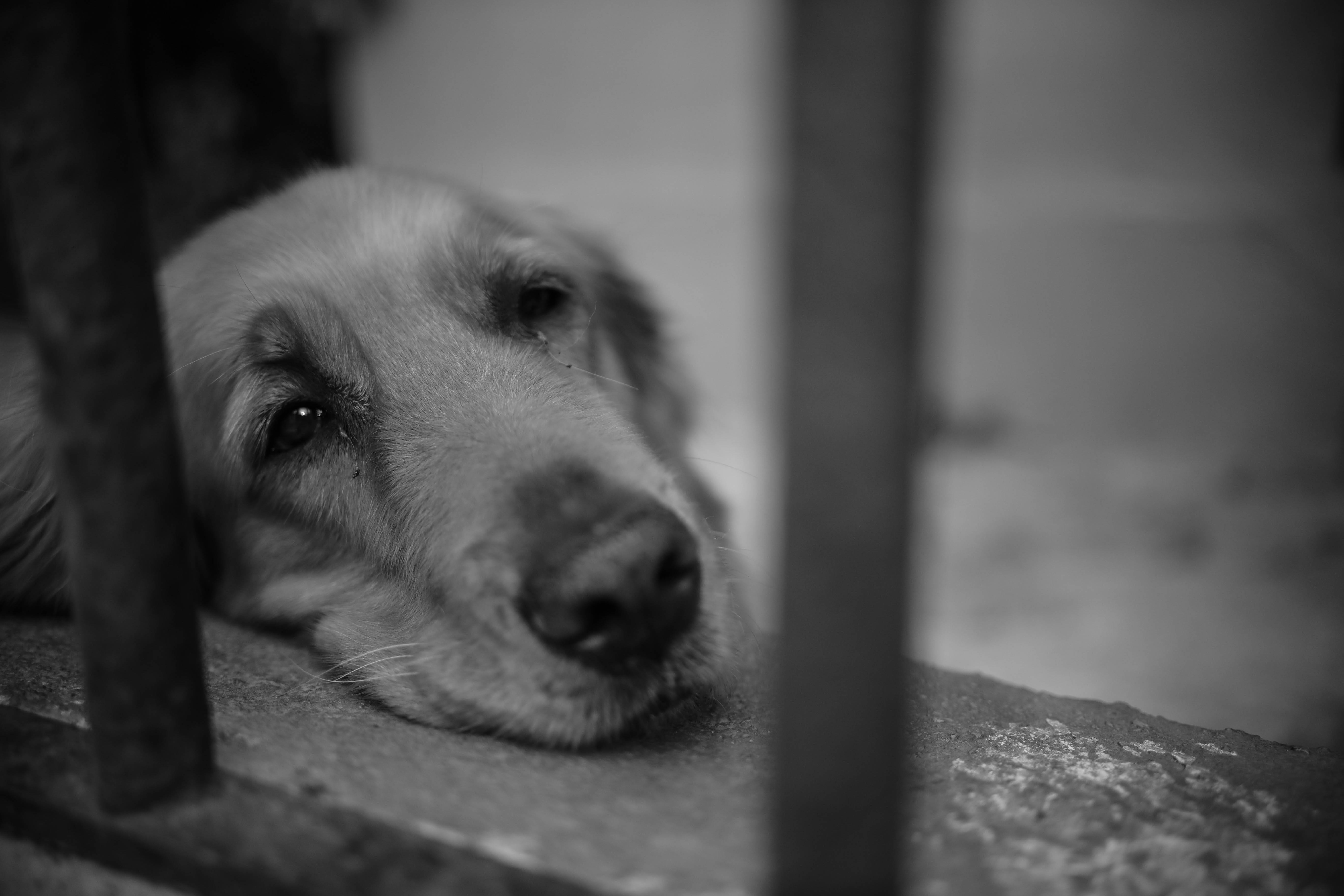 悲傷美學金毛尋回犬 壁紙 — 一隻憂鬱的金毛尋回犬在金屬欄杆後休息，黑白照片傳達出靜默的悲傷。