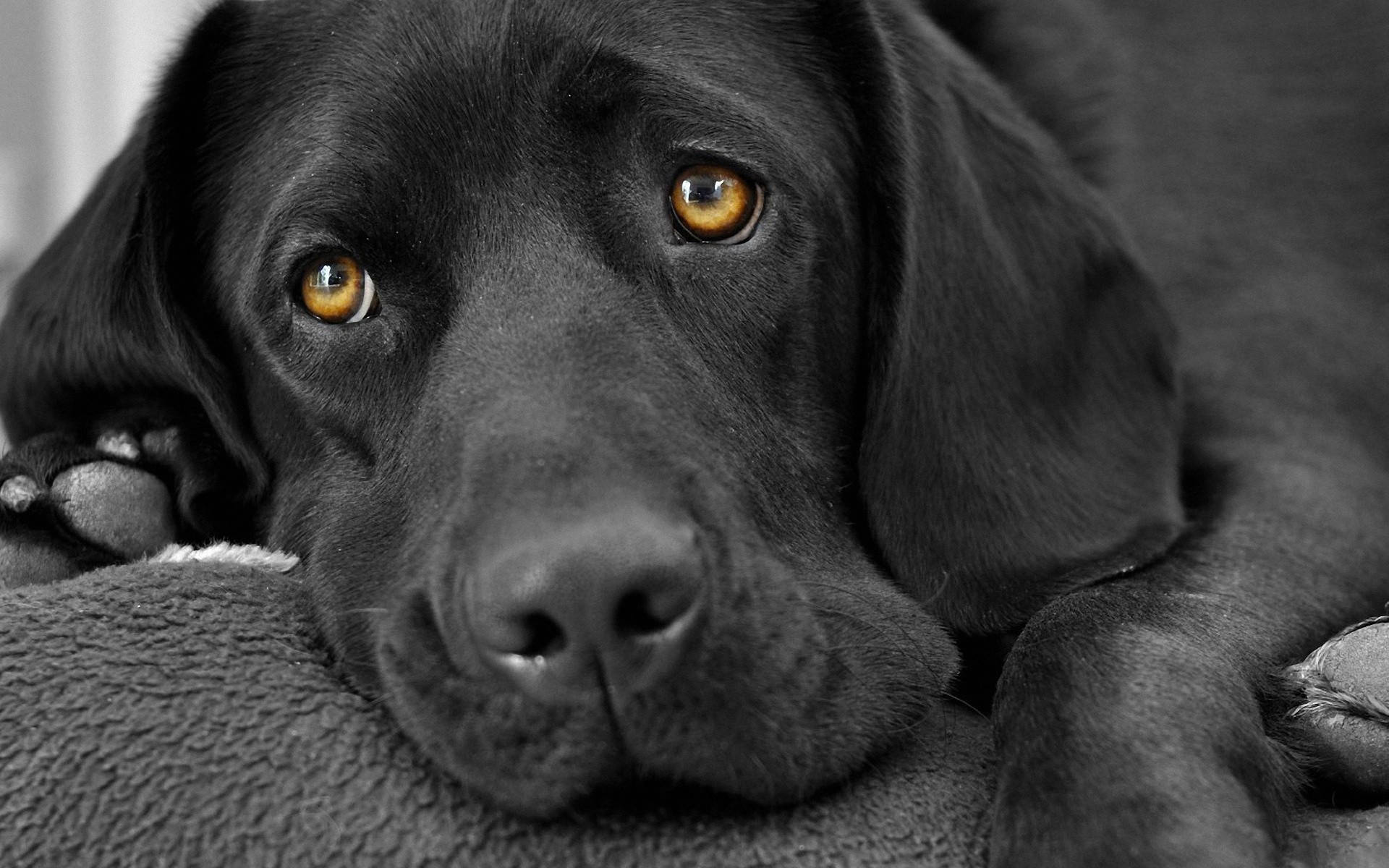 黑色拉布拉多幼犬，琥珀色眼睛，在柔軟的毯子上休息。