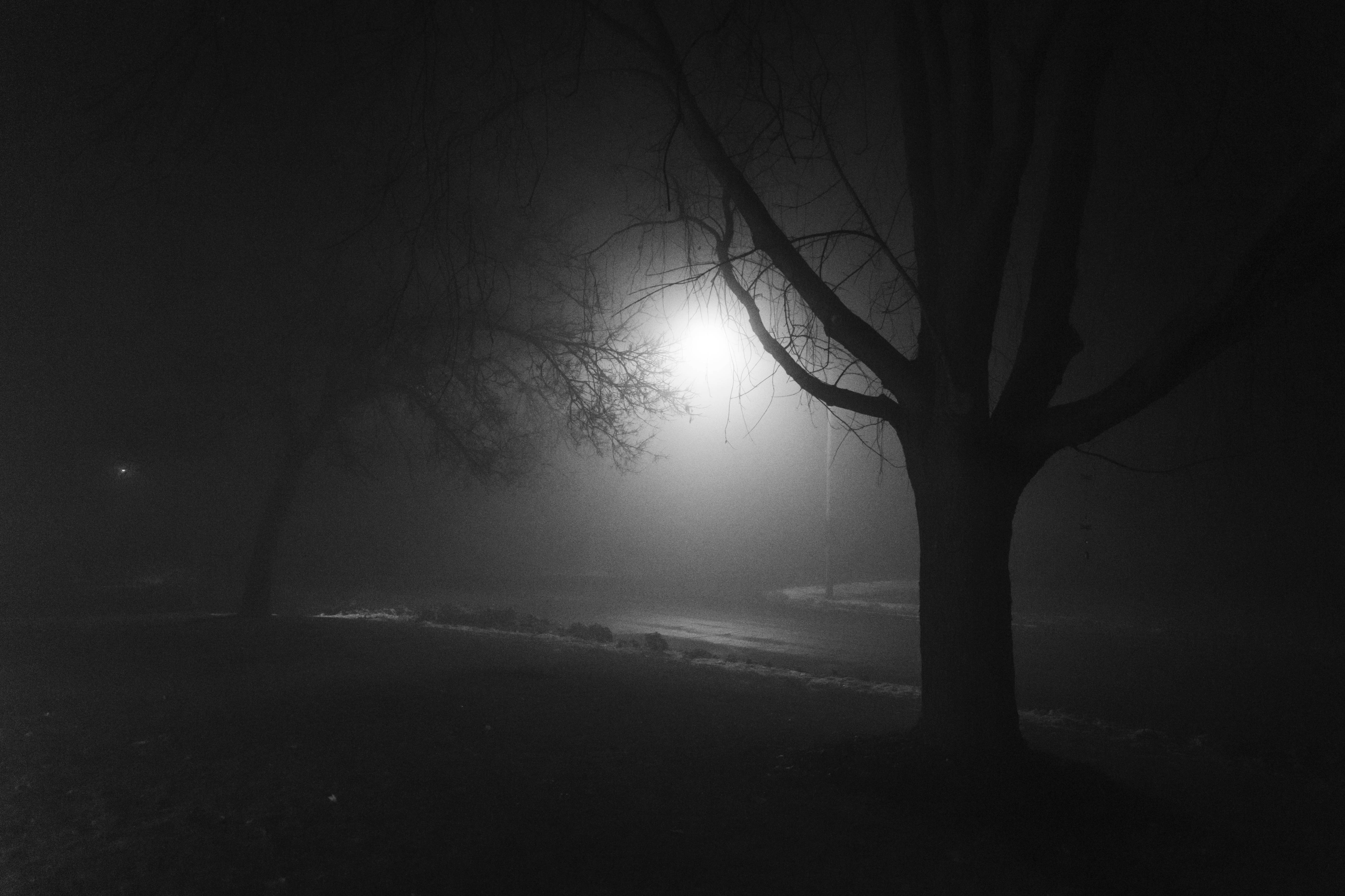 悶悶霧夜 壁紙 — 一幅清晰的黑白夜景，光禿禿的樹木在明亮街燈穿透濃霧的映照下形成剪影。