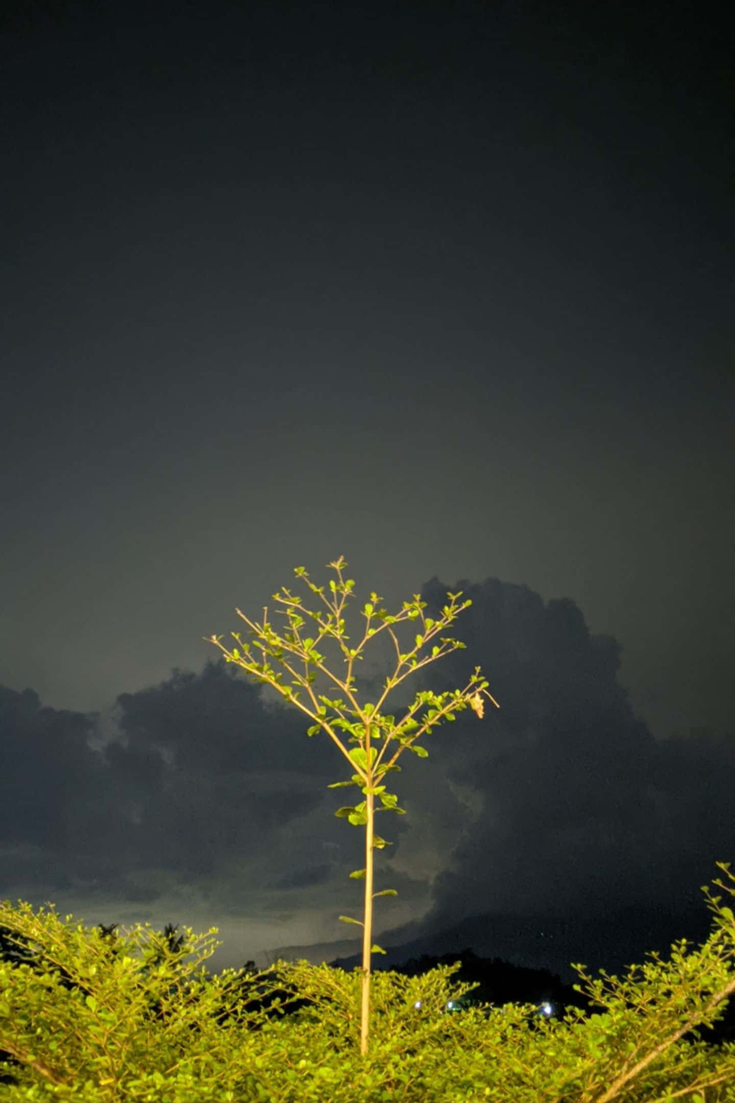 情侶在熱帶天堂欣賞夕陽 壁紙 — 一棵孤獨的年輕樹木，帶有新鮮的綠葉，在黑暗的暴風雨夜空和戲劇性的雲層中照亮。