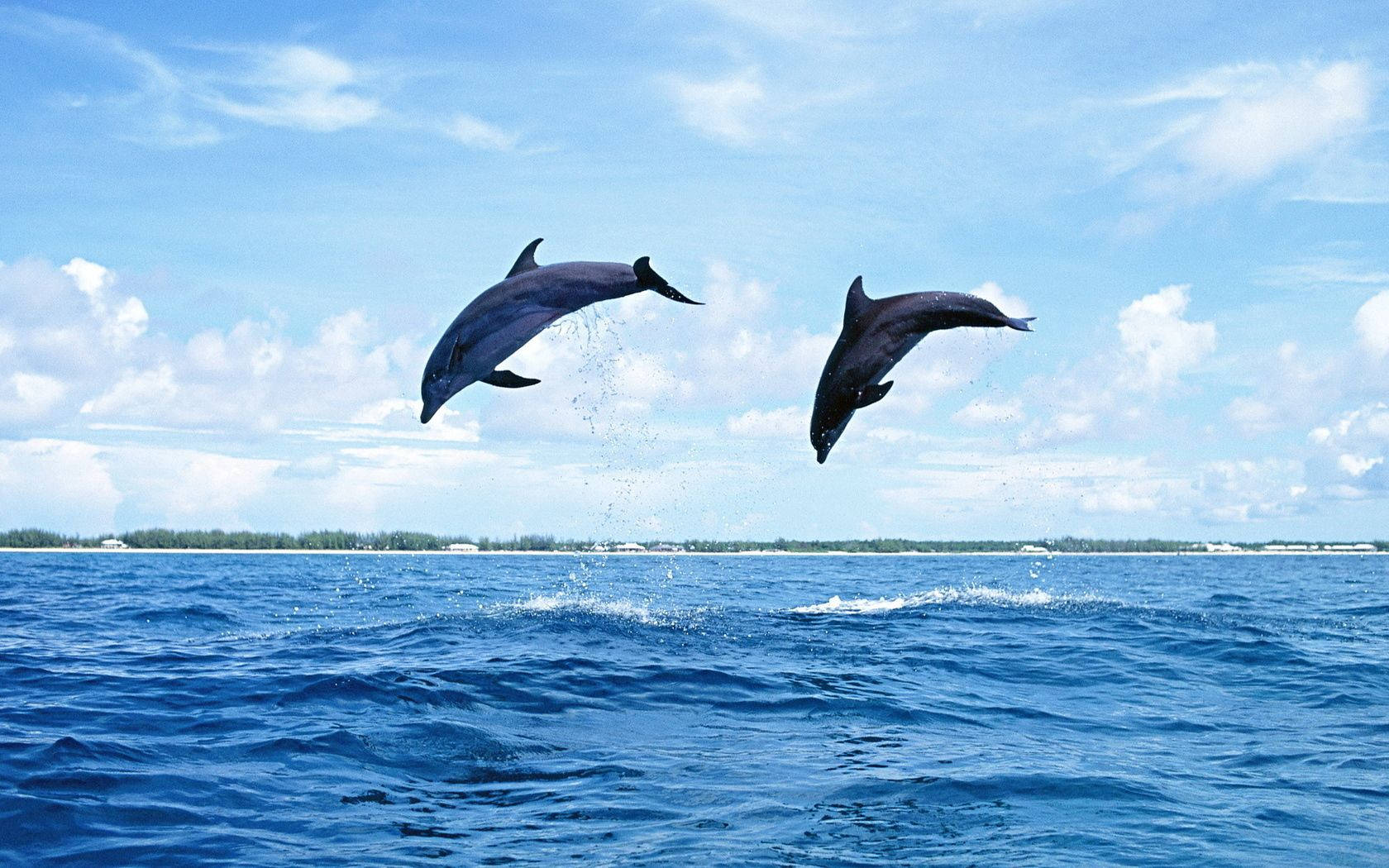 兩條海豚在部分多雲的天空下，躍出海浪之上。