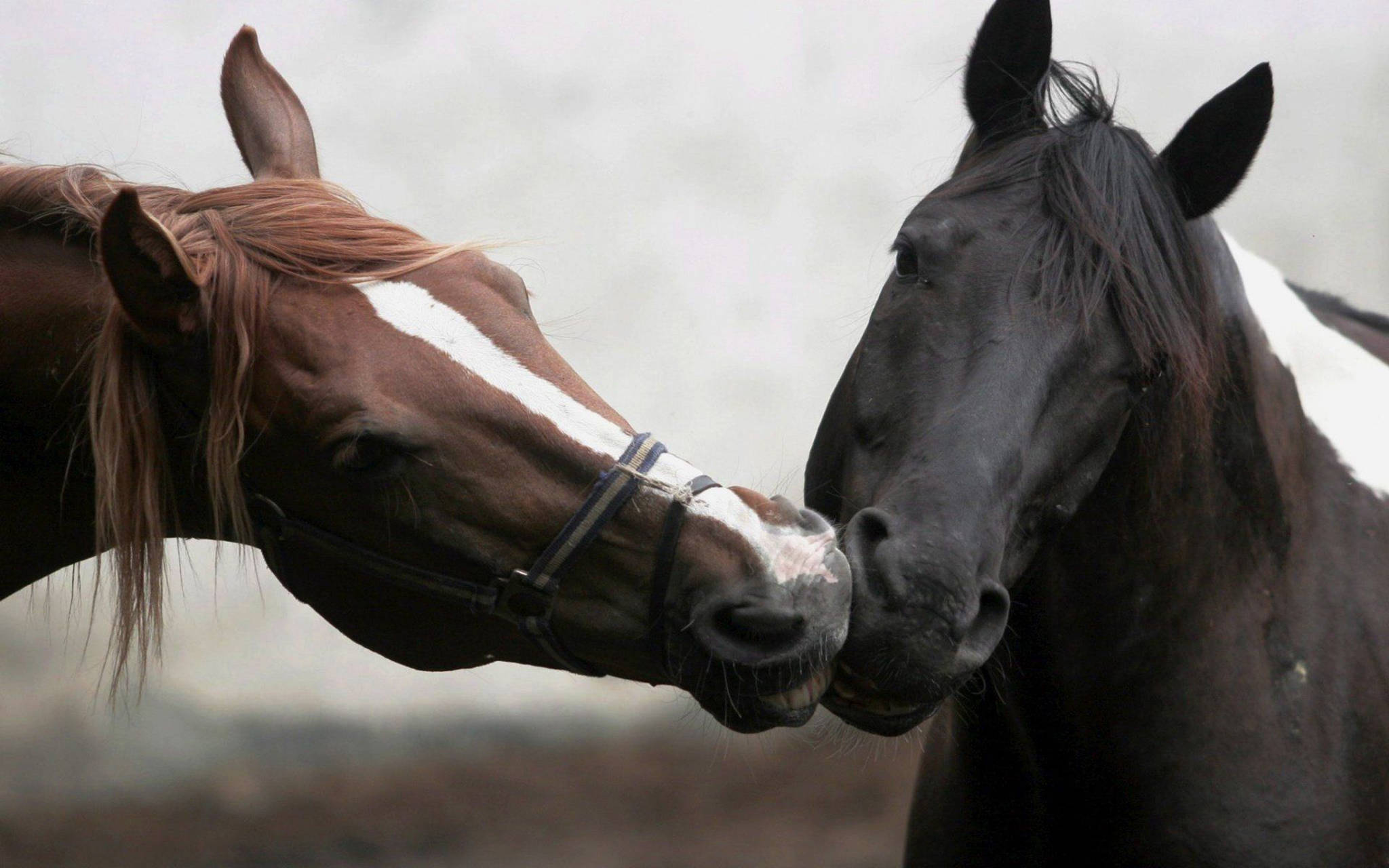 情侶馬面 壁紙 — 兩匹馬在柔和的灰色背景下互相依偎，展現溫柔一刻。