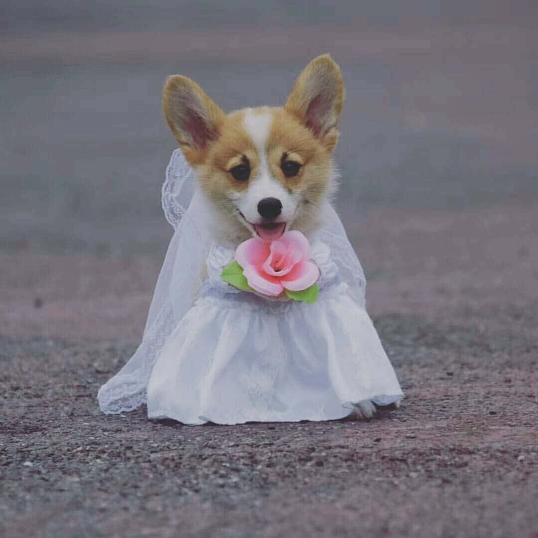 想小憩一下嗎？ 壁紙 — 一隻穿著白色蕾絲婚紗的柯基幼犬坐在碎石上，拿著一朵粉紅玫瑰。