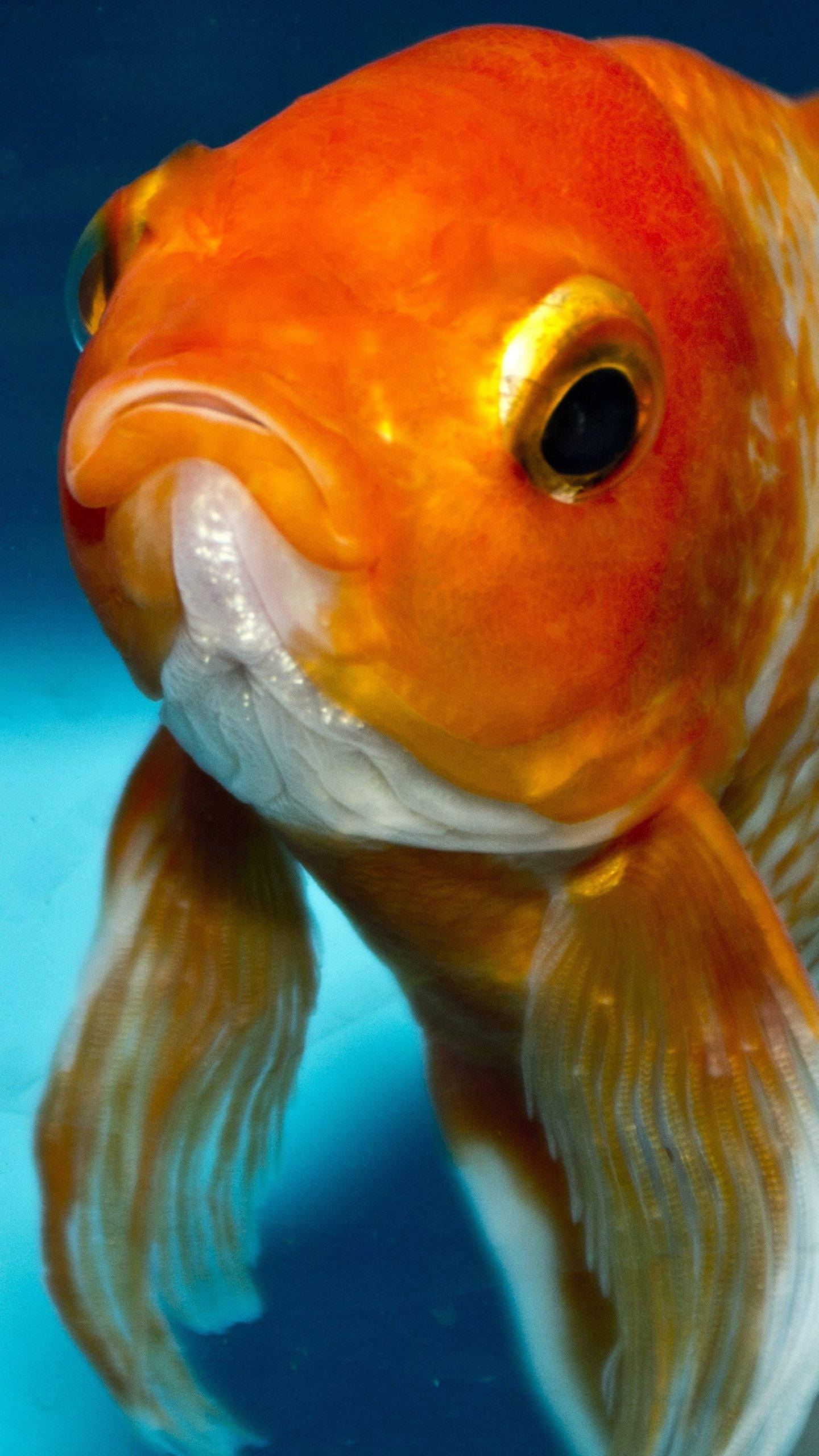 愁容金魚 壁紙 — 一條充滿活力的橙色金魚，帶有流動的魚鰭，在清澈的藍色水中游泳的特寫。