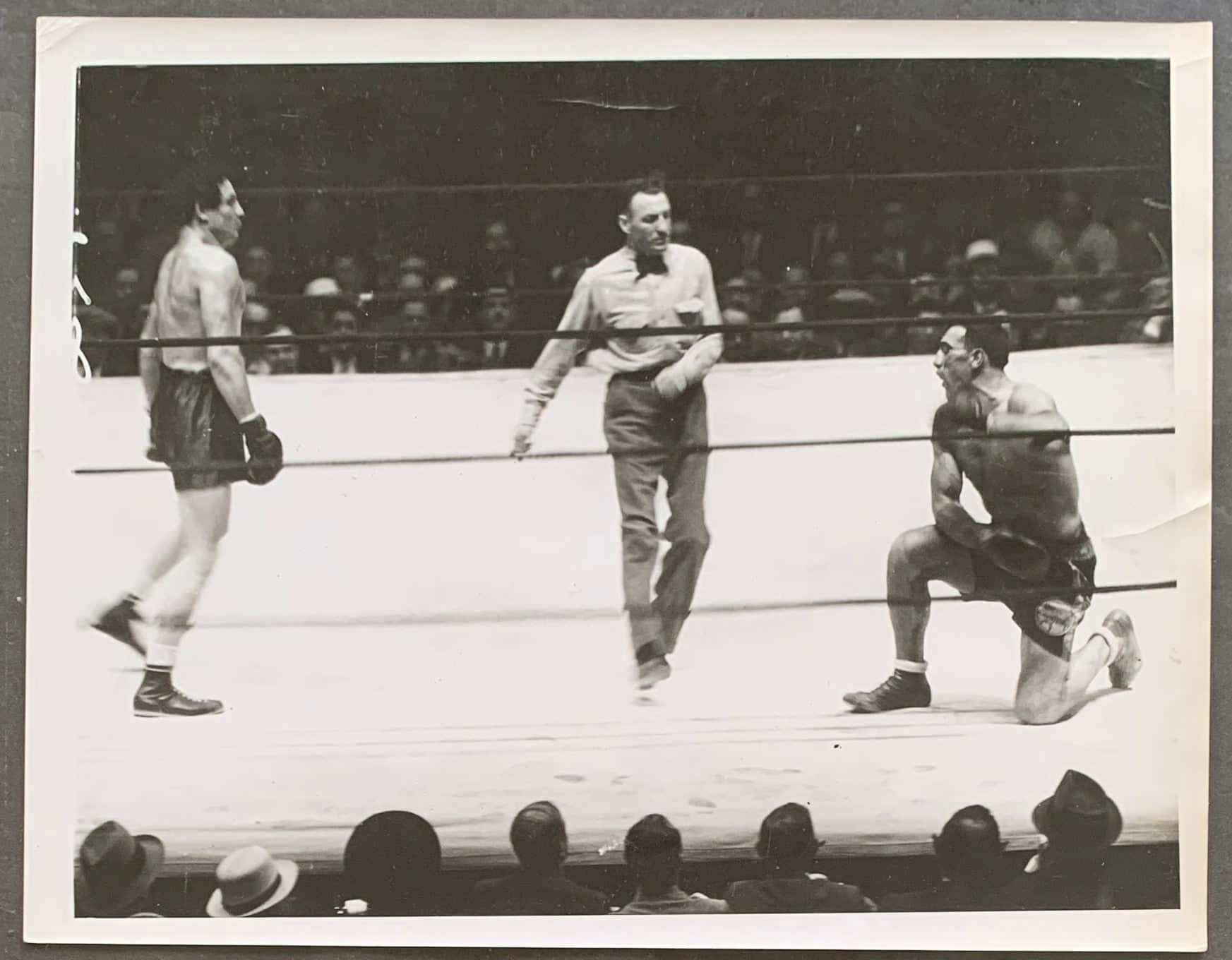 意大利職業拳擊手普里莫·卡內拉，1934年比賽中跪地瞬間 壁紙 — 兩位拳擊手在復古擂台上，一位站立，一位跪地，裁判監督，觀眾專注觀看。