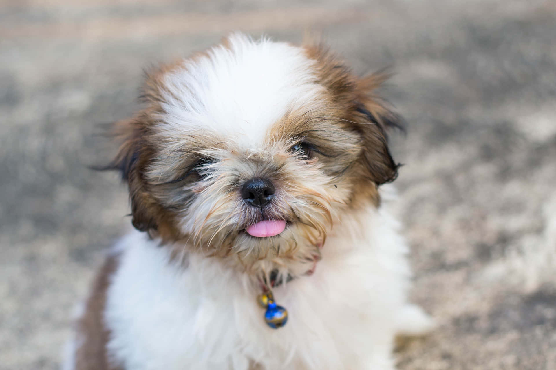 毛茸茸嘅西施犬幼犬伸出舌頭向上望