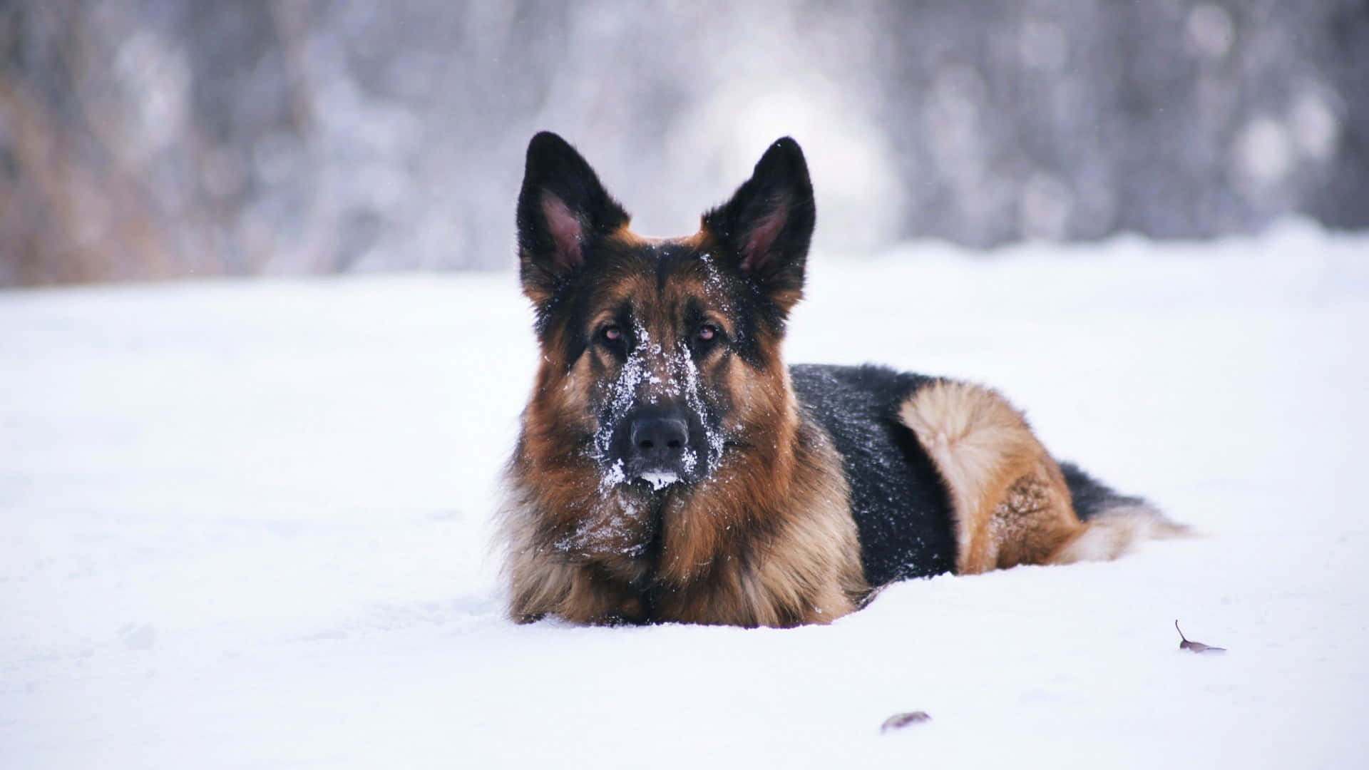 德國牧羊犬躺在雪中，臉上沾滿雪
