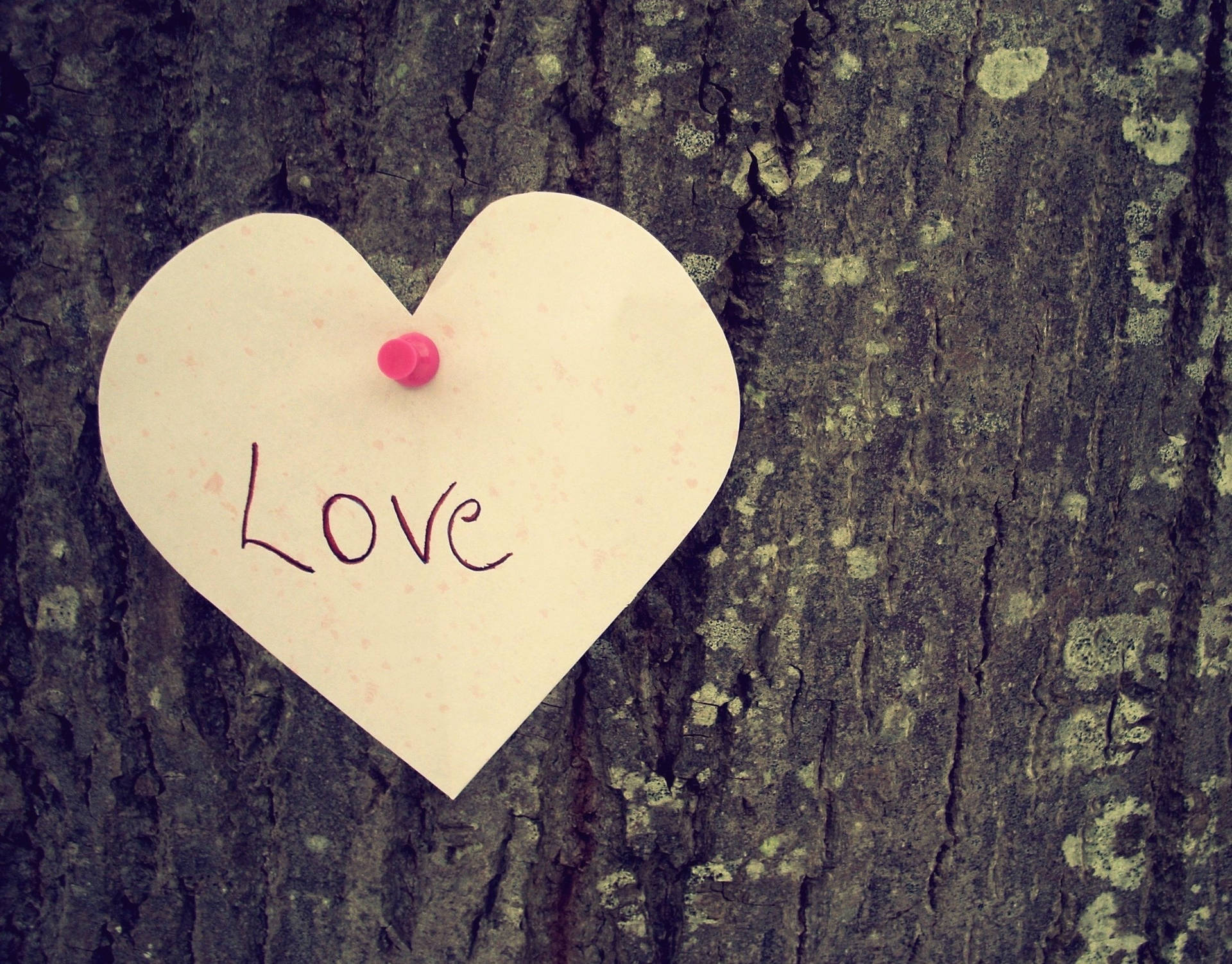 心形便條，上面寫著love，釘在樹皮上。