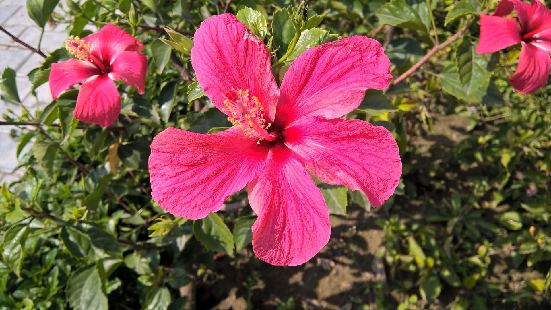 陽光下帶有綠葉的鮮亮粉紅色木槿花特寫。